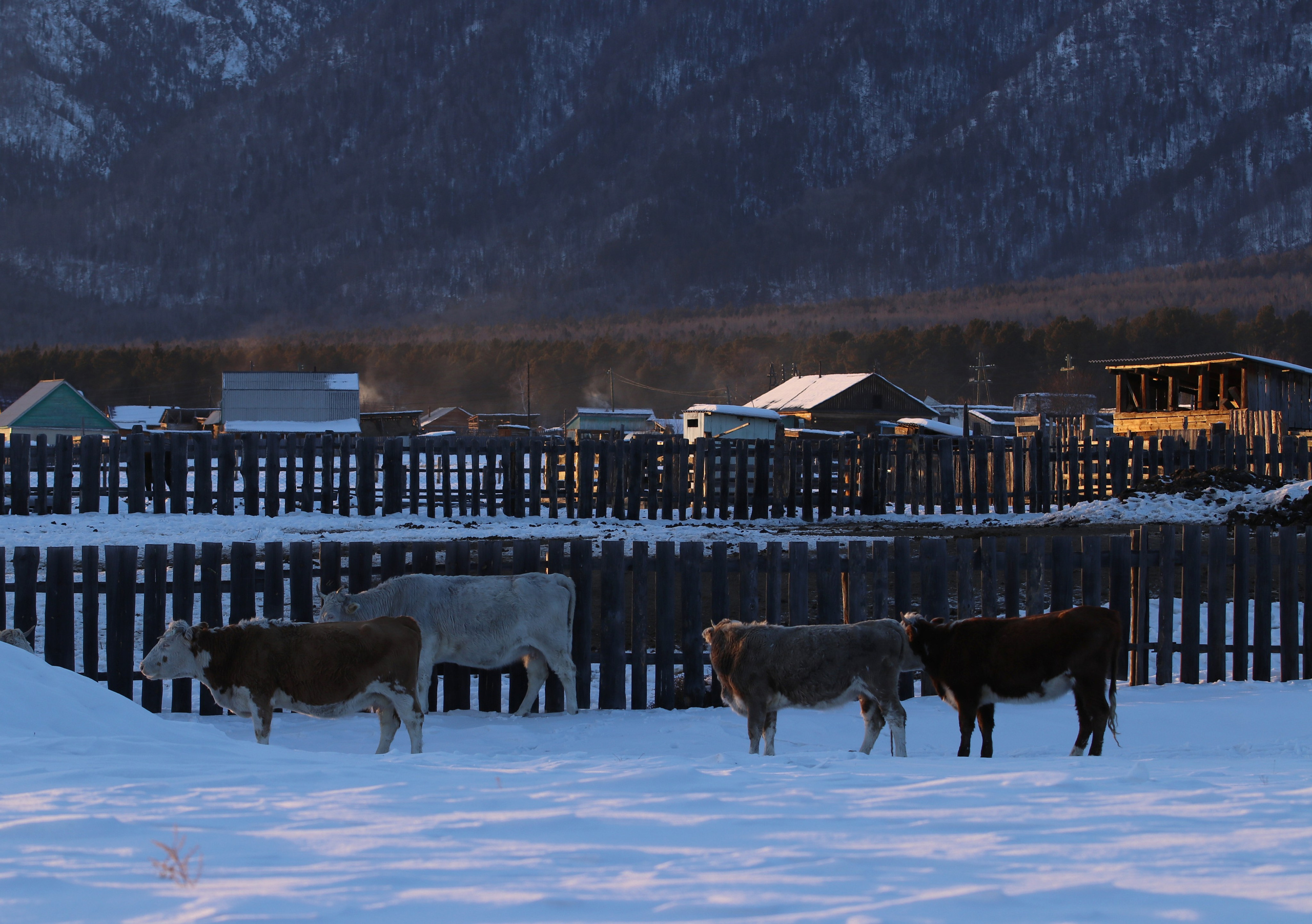 Аршан. Февраль 2025. Путешественник-фотограф из Санкт-Петербурга Татьяна Свистулина