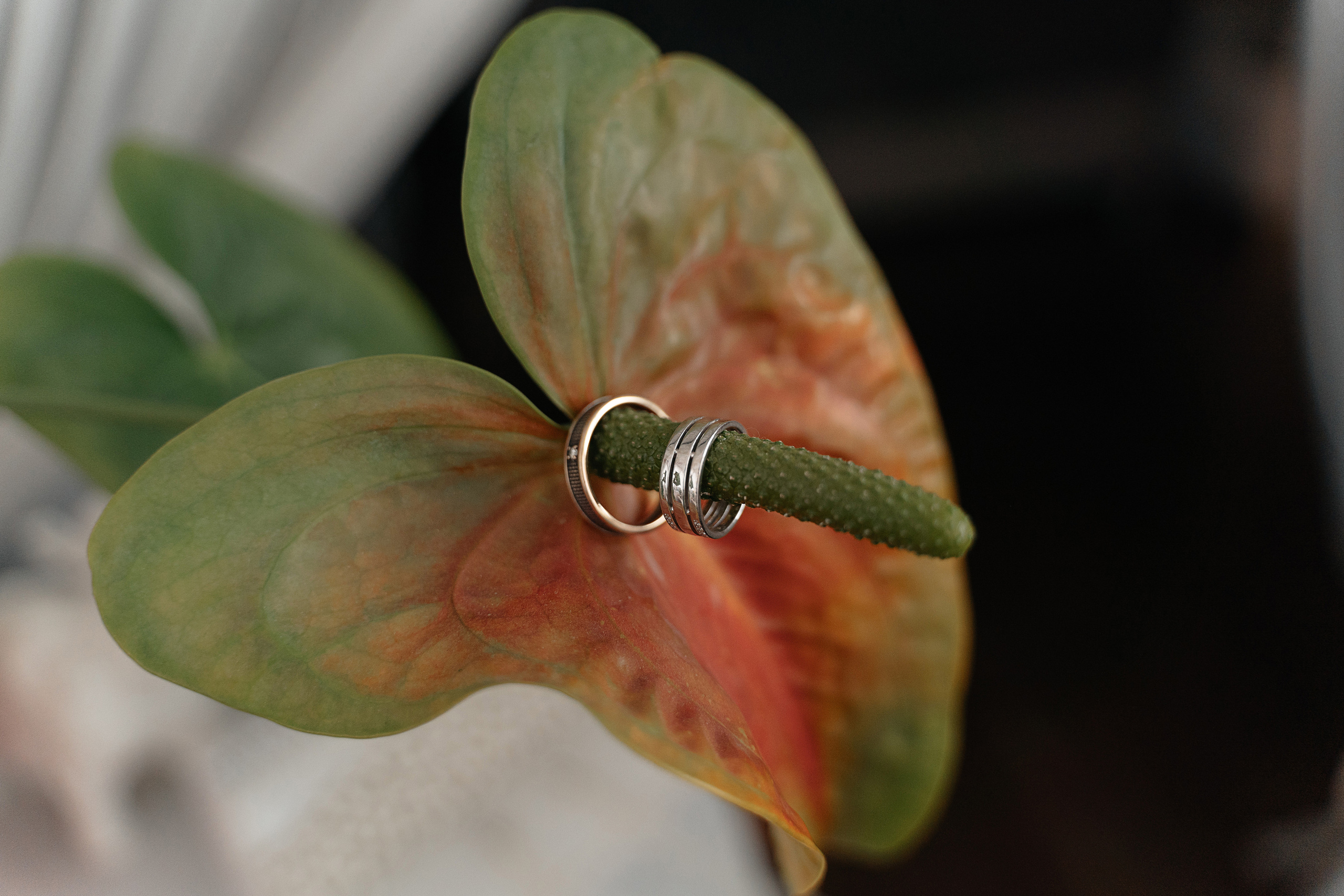 Свадебный фотограф ростов на дону. Свадебный фотограф  Ростов-на-Дону Моска, Санкт — Петербург