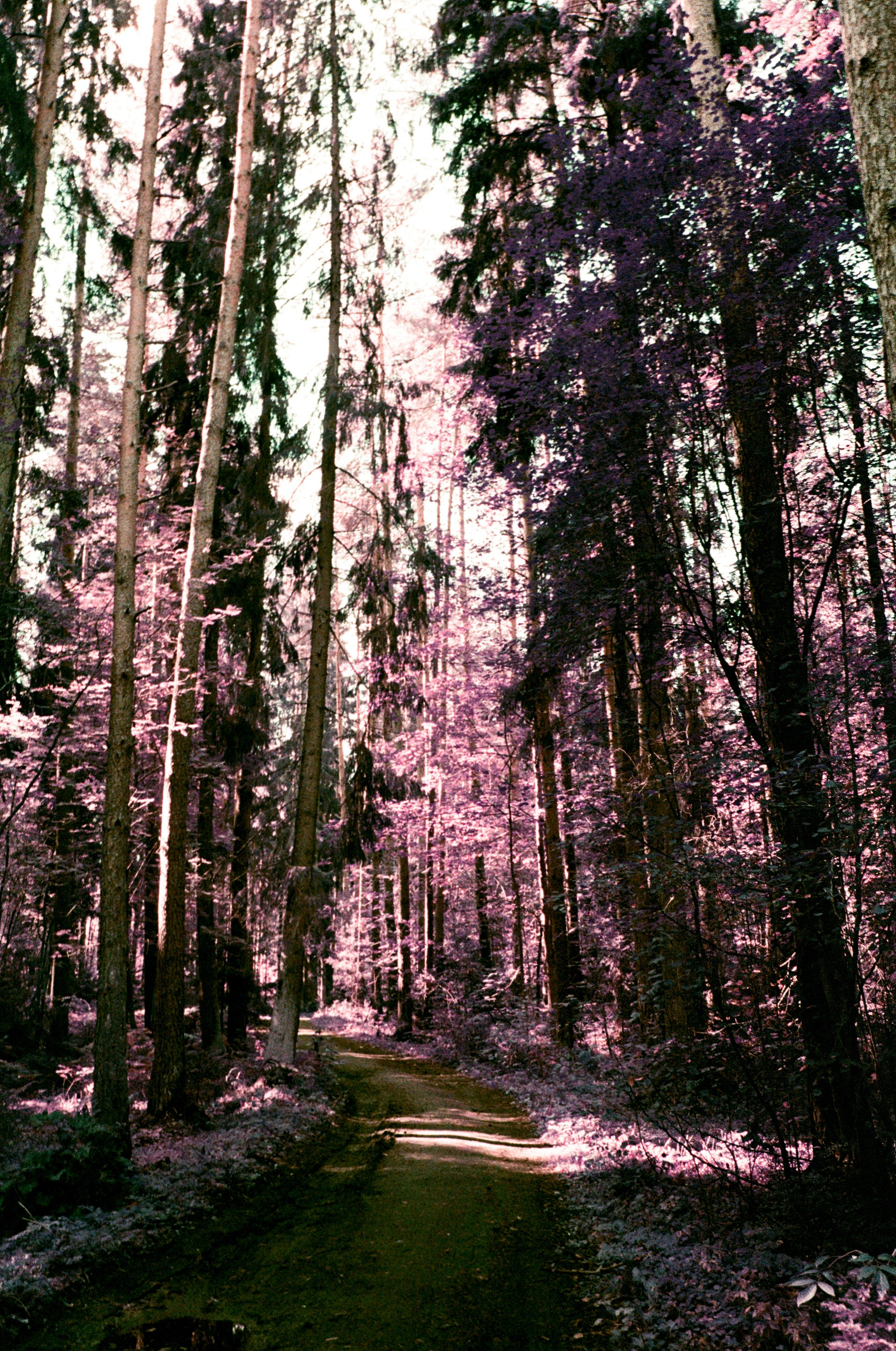 Lomochrome Purple. Варвара Цымбал
