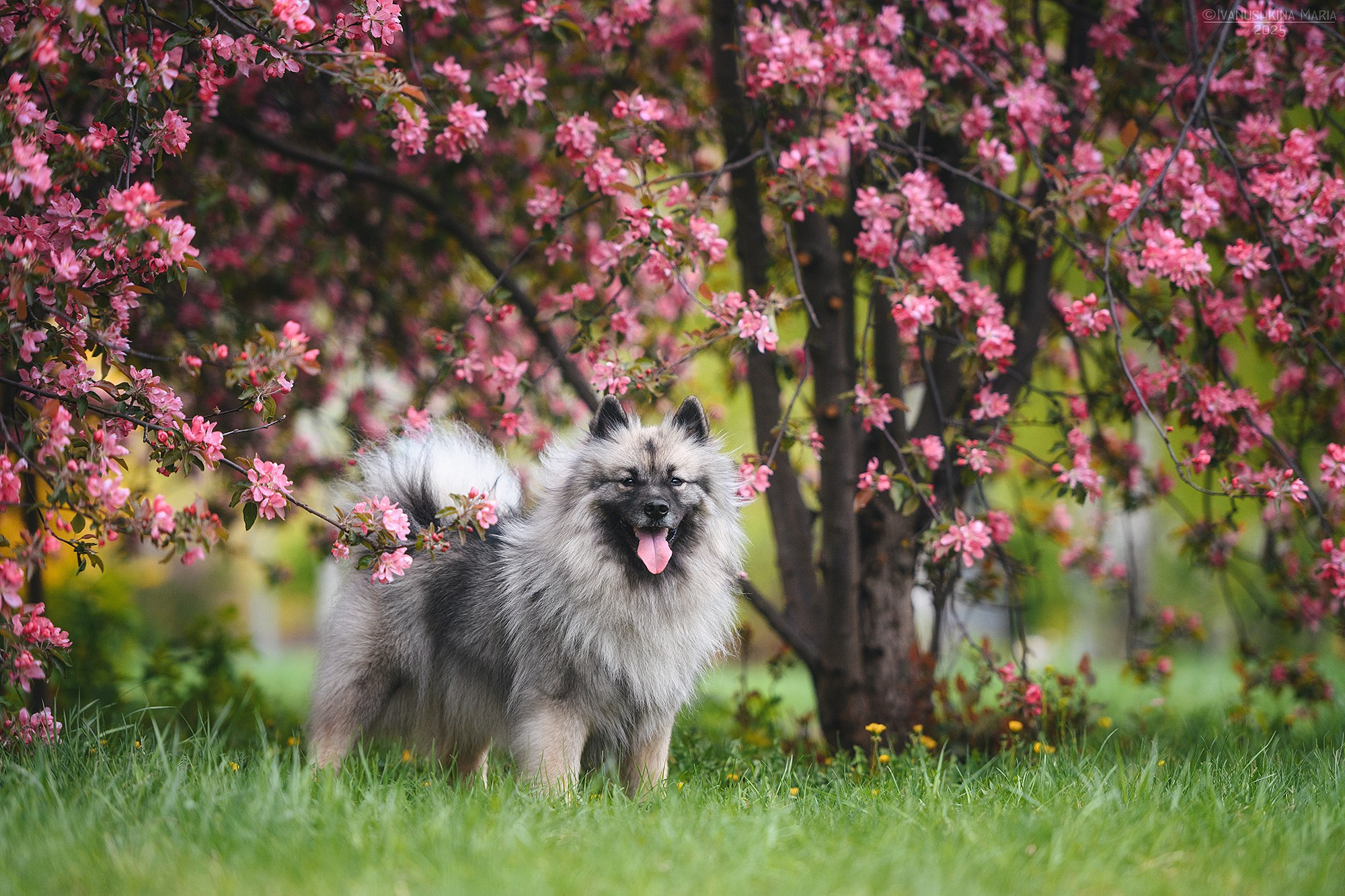 Фотограф-анималист. Фотограф собак в Москве и Московской области Иванушкина Мария
