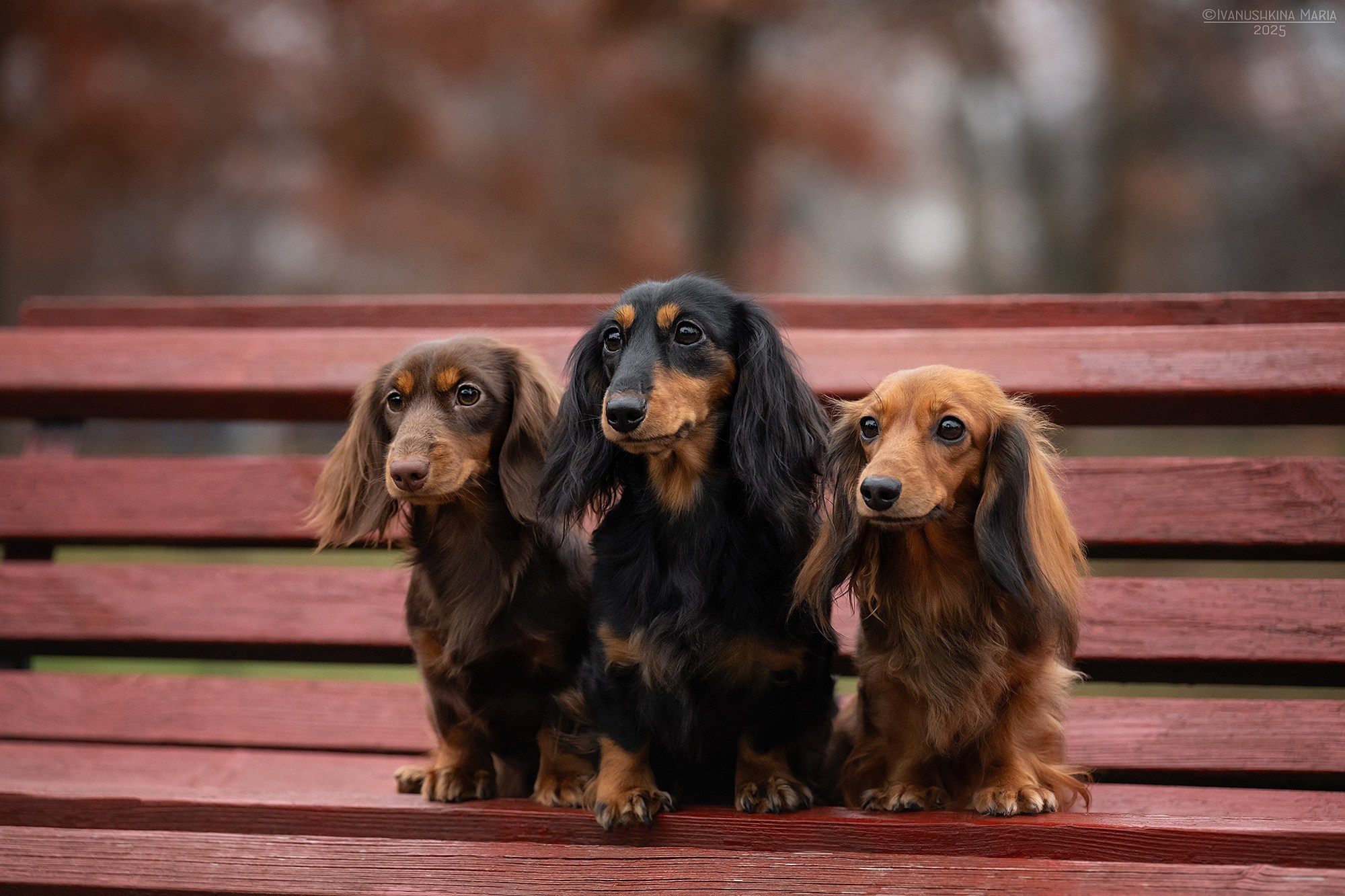 Фотограф-анималист. Фотограф собак в Москве и Московской области Иванушкина Мария