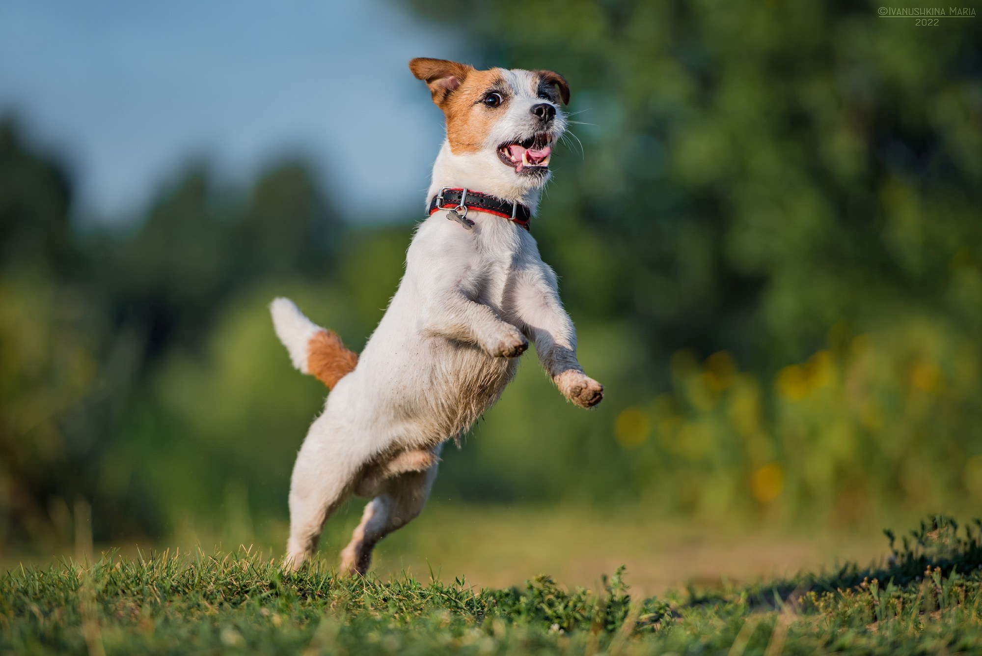 Фотограф-анималист. Фотограф собак в Москве и Московской области Иванушкина Мария