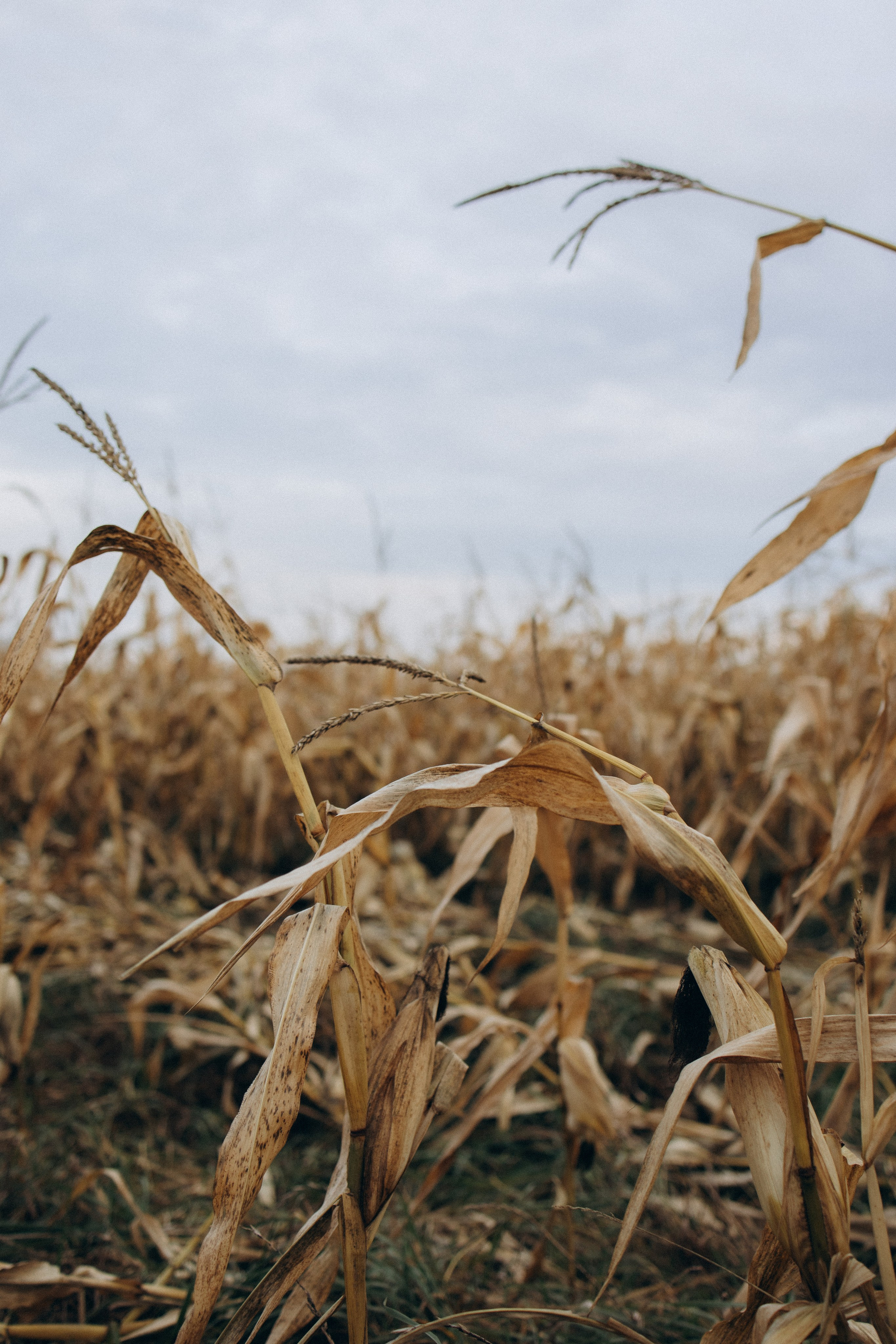 Оля, Ксюша и кукуруза. Фотограф Елена Рябцева