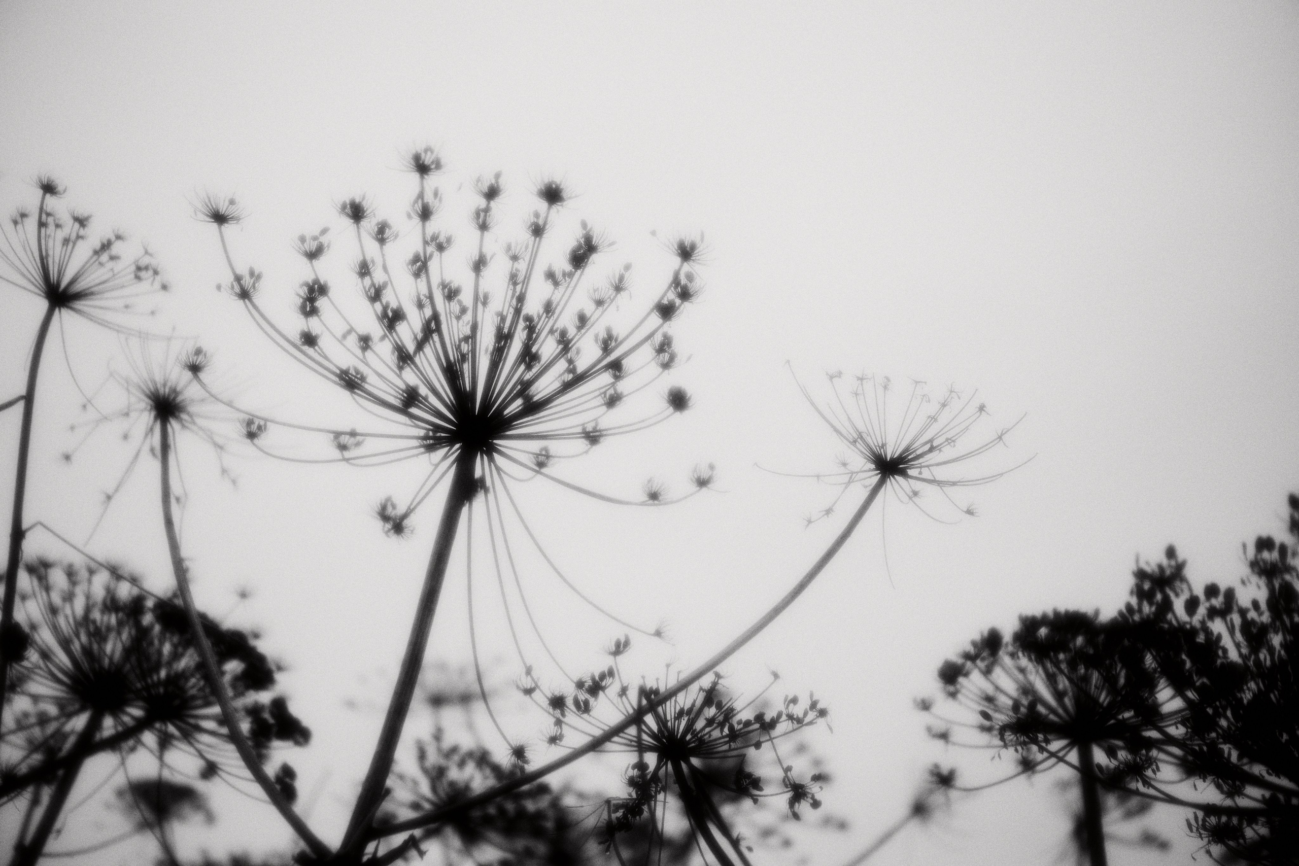 Hogweed. Fashion Photographer Oxana Chernomorets