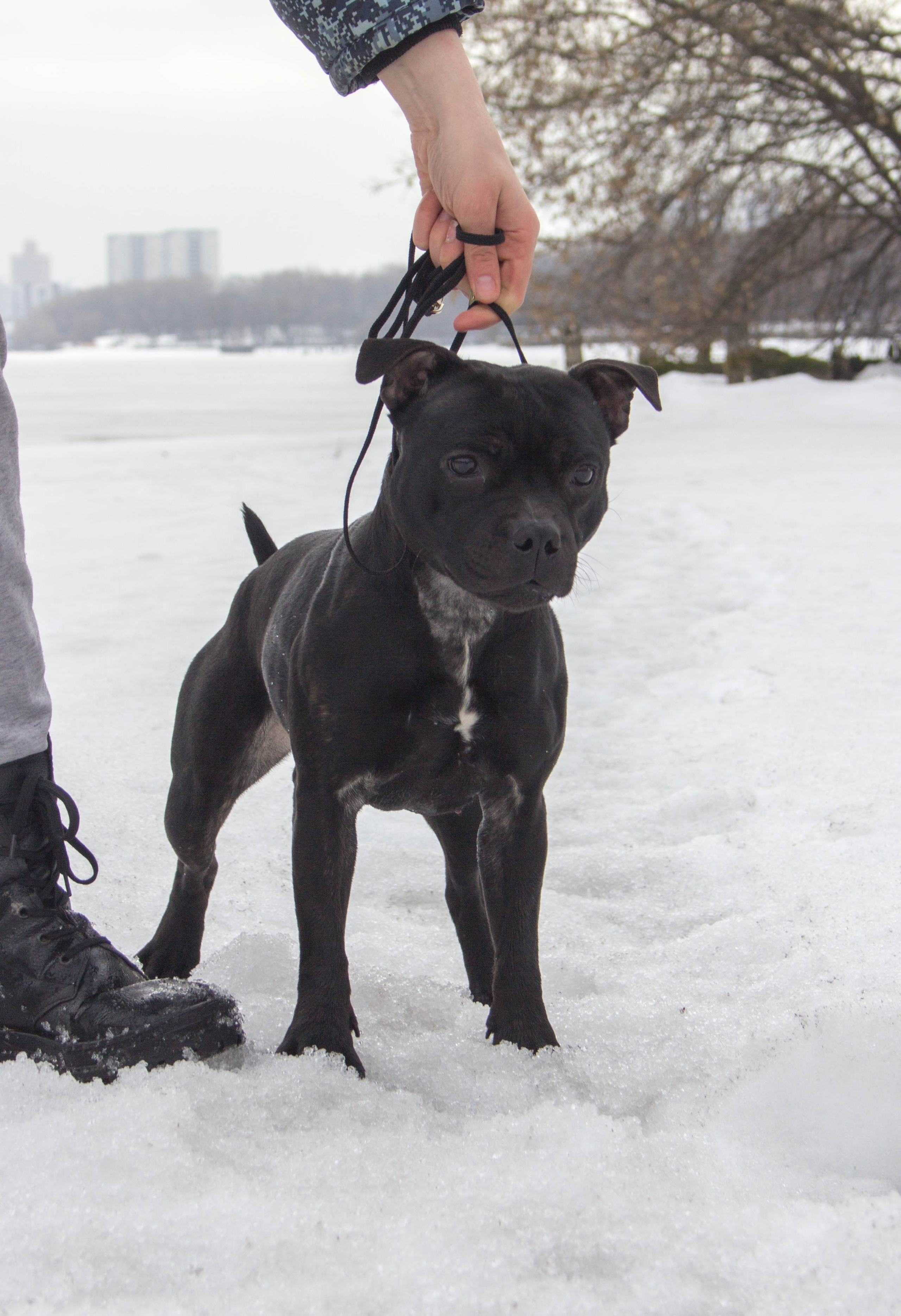 Тсахик. BLGKV питомник собак