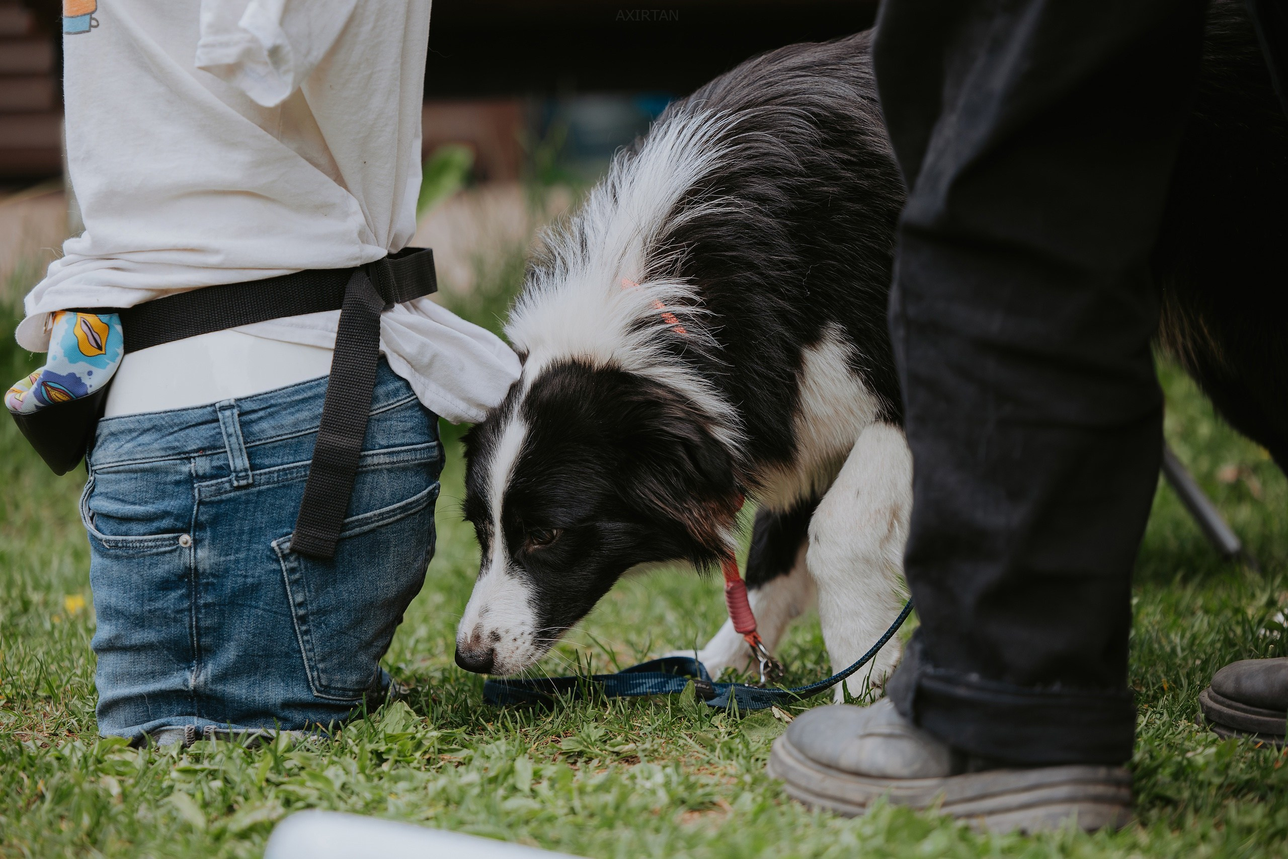 Кубрау. BLGKV питомник собак