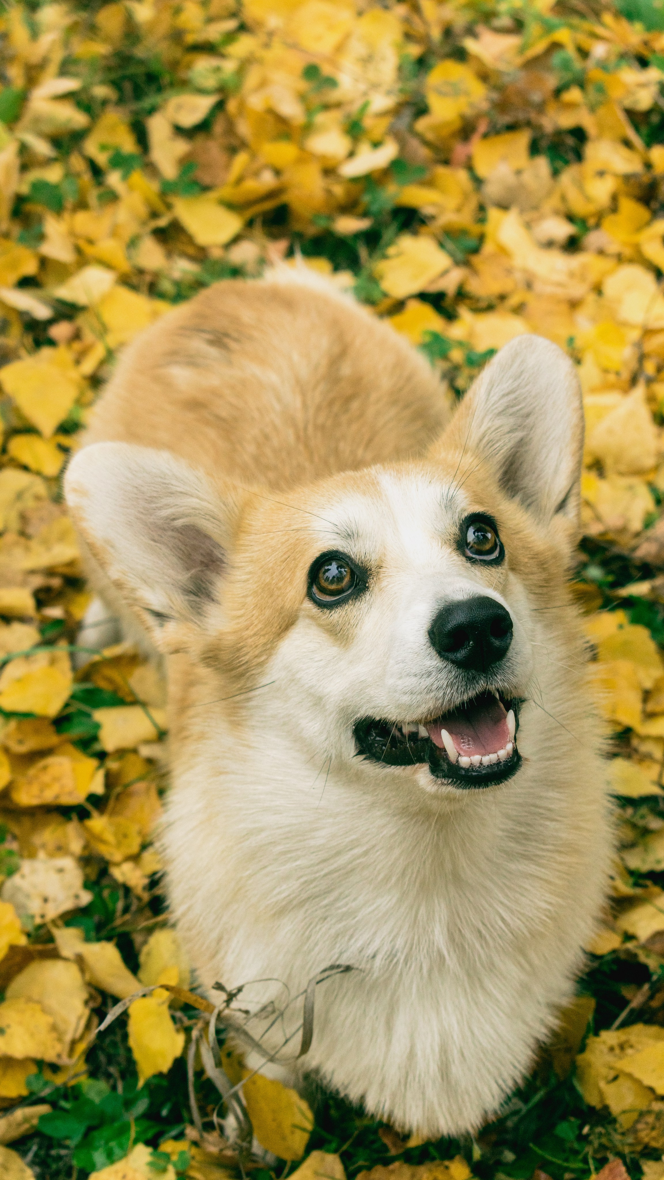 Дама с собачкой. Фотограф в Набережных Челнах Мари Сенчик