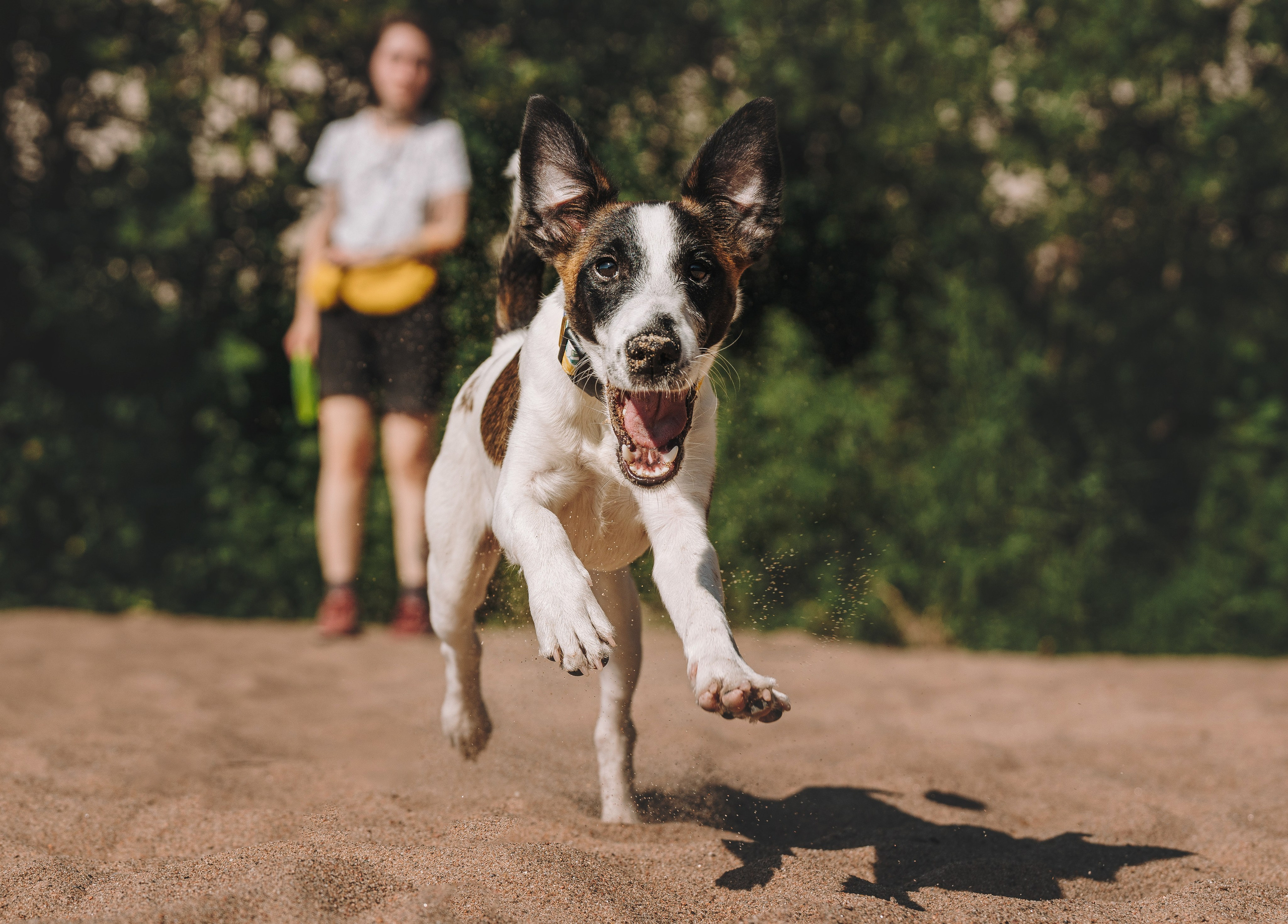 Ксения и Перри. Фотограф анималист в Спб недорого Олеся Майорова