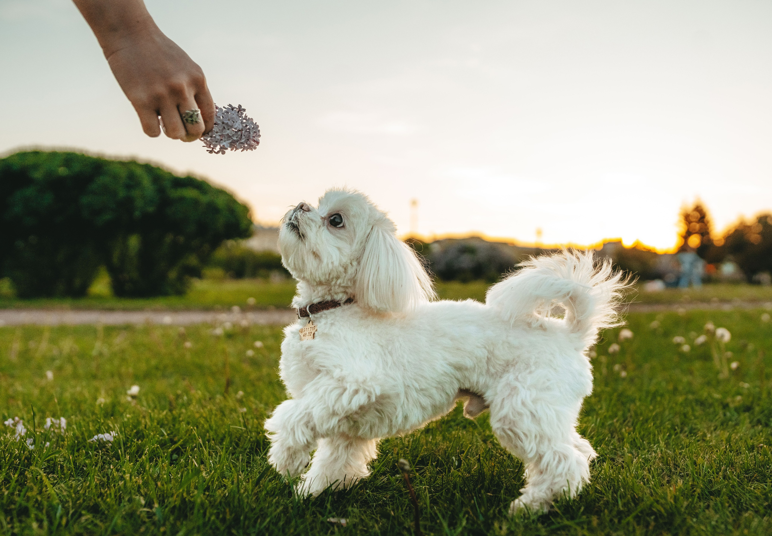 Фотосессия с питомцем в центре Санкт-Петербурга. Фотограф анималист в Спб недорого Олеся Майорова