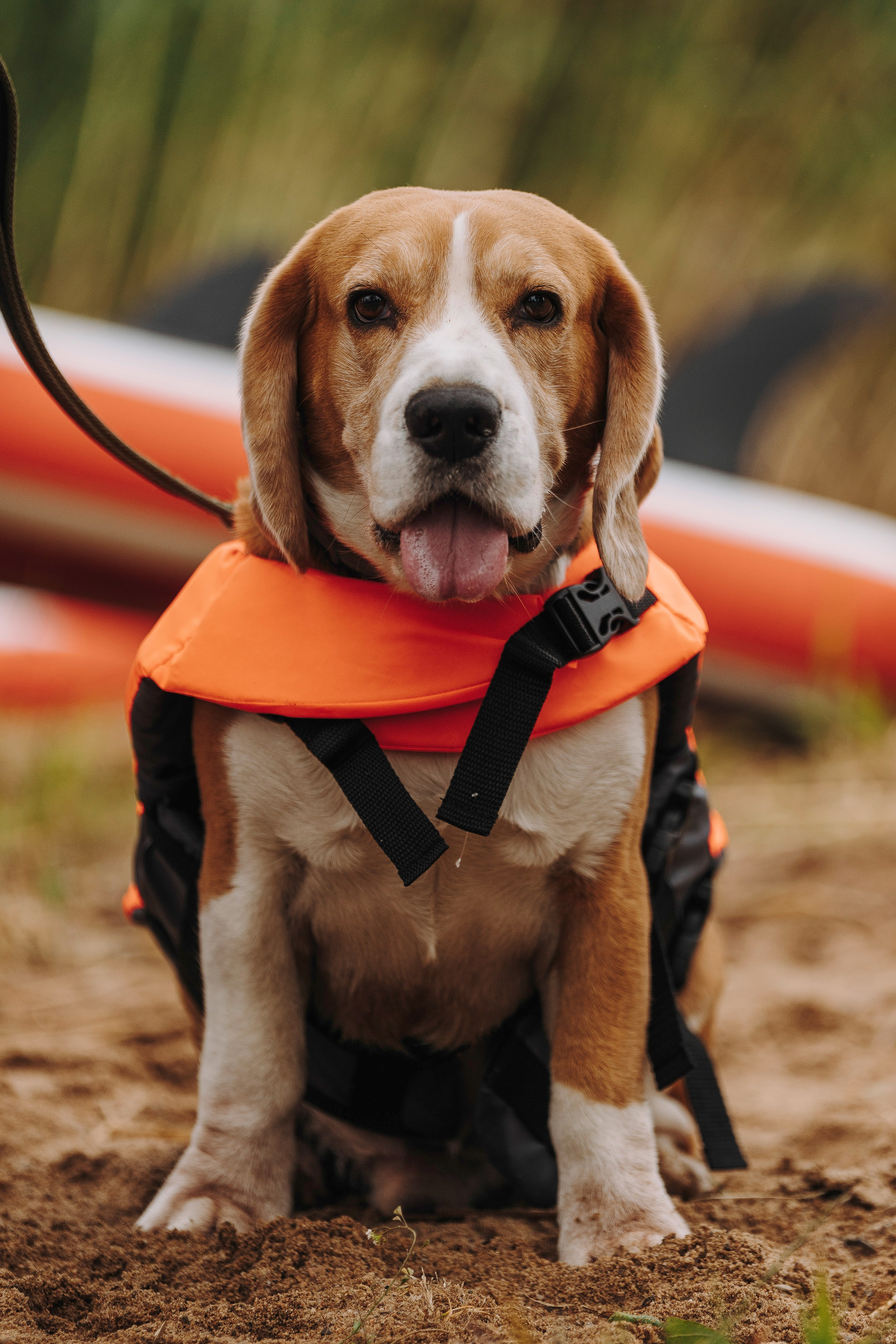 Катание на сапах с собаками. Фотограф анималист в Спб недорого Олеся Майорова