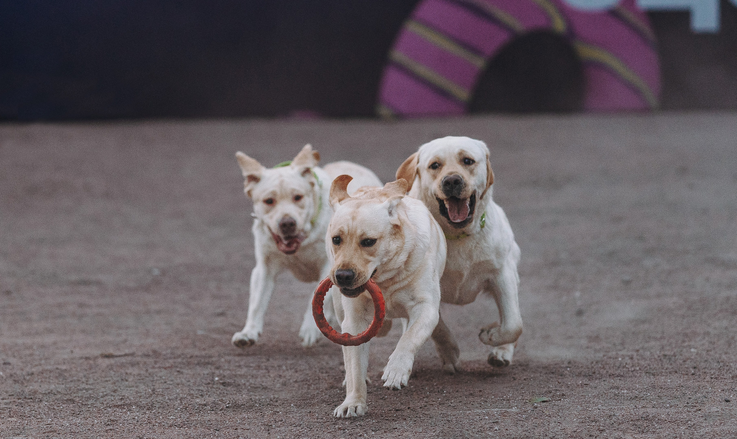 Фотосъёмка с вашими питомцами. Фотограф анималист в Спб недорого Олеся Майорова