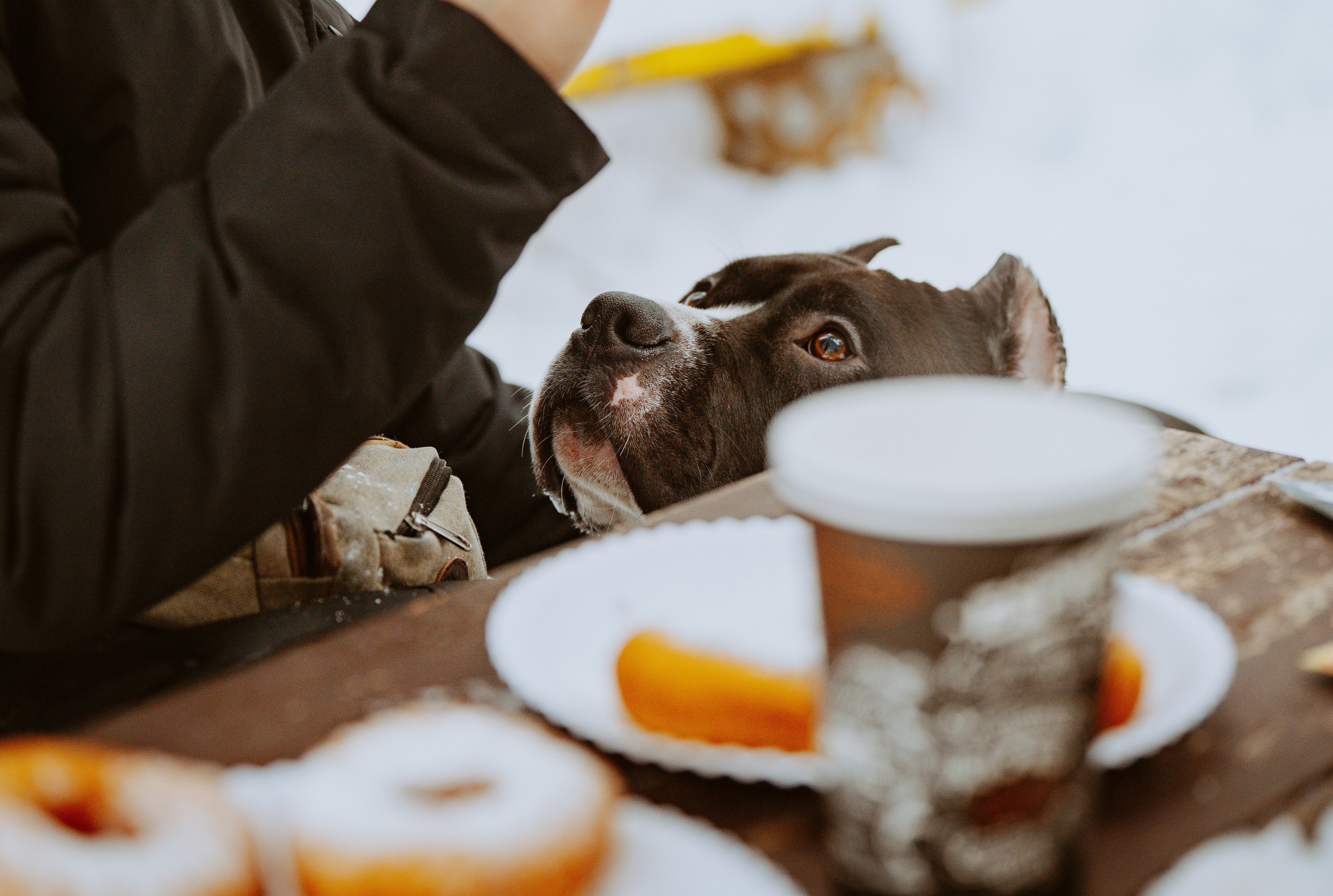 Дог трекинг. Фотограф анималист в Спб недорого Олеся Майорова