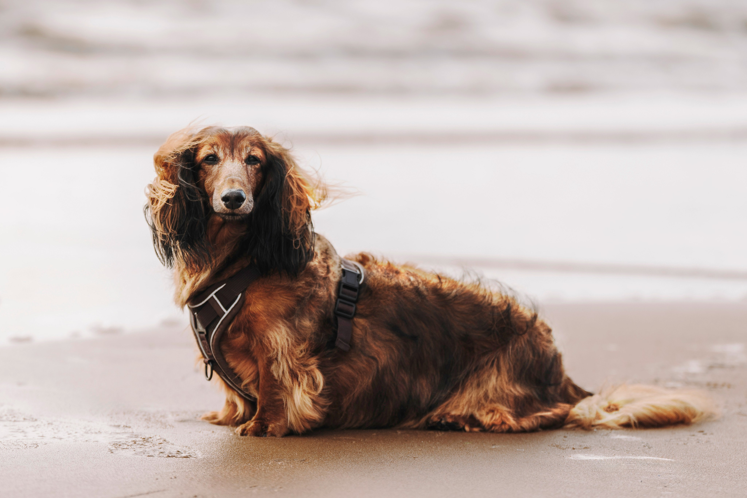 Фотосессия с длиношерстной таксой на пляжн. Фотограф анималист в Спб недорого Олеся Майорова