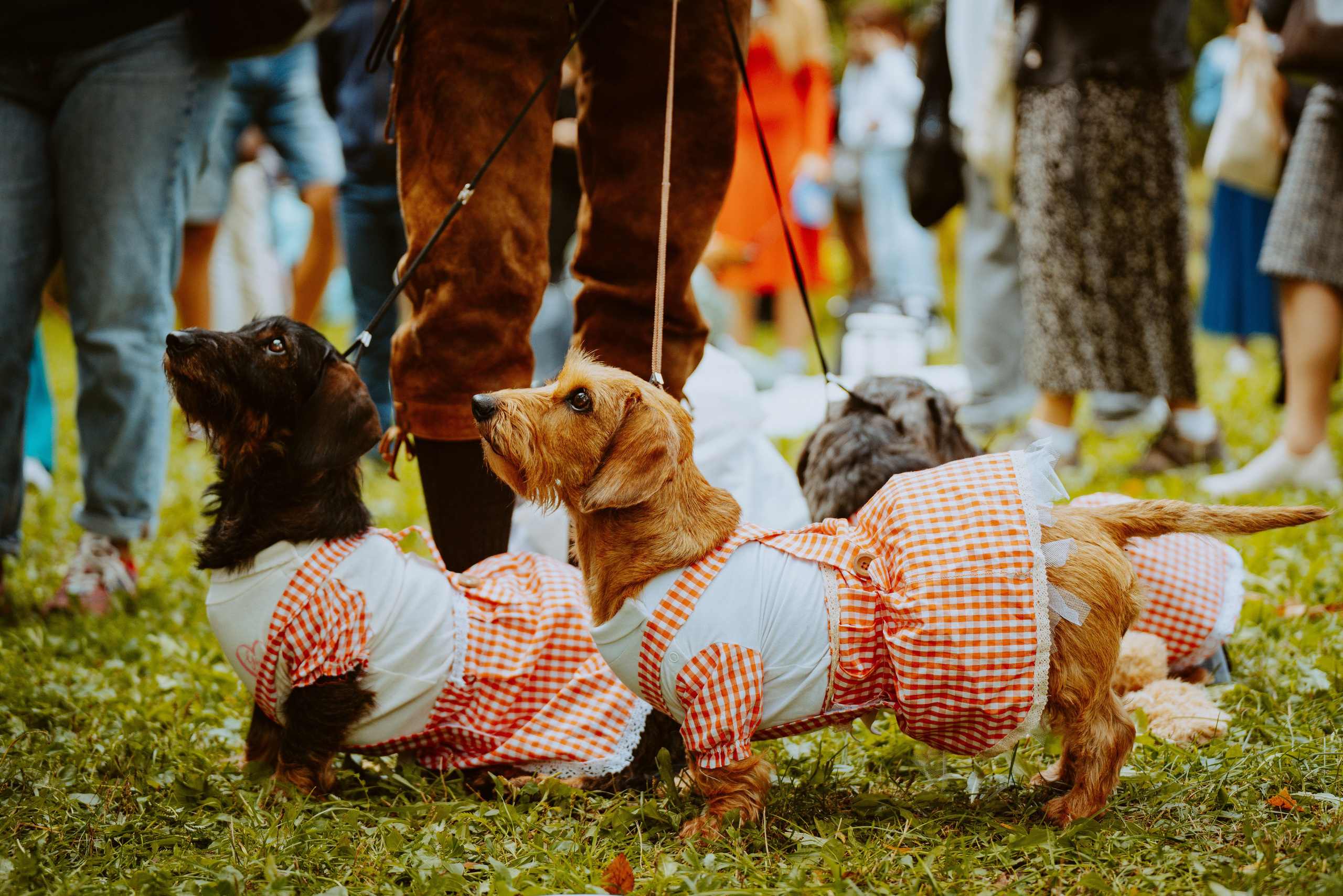 Такспарад. Фотограф анималист в Спб недорого Олеся Майорова