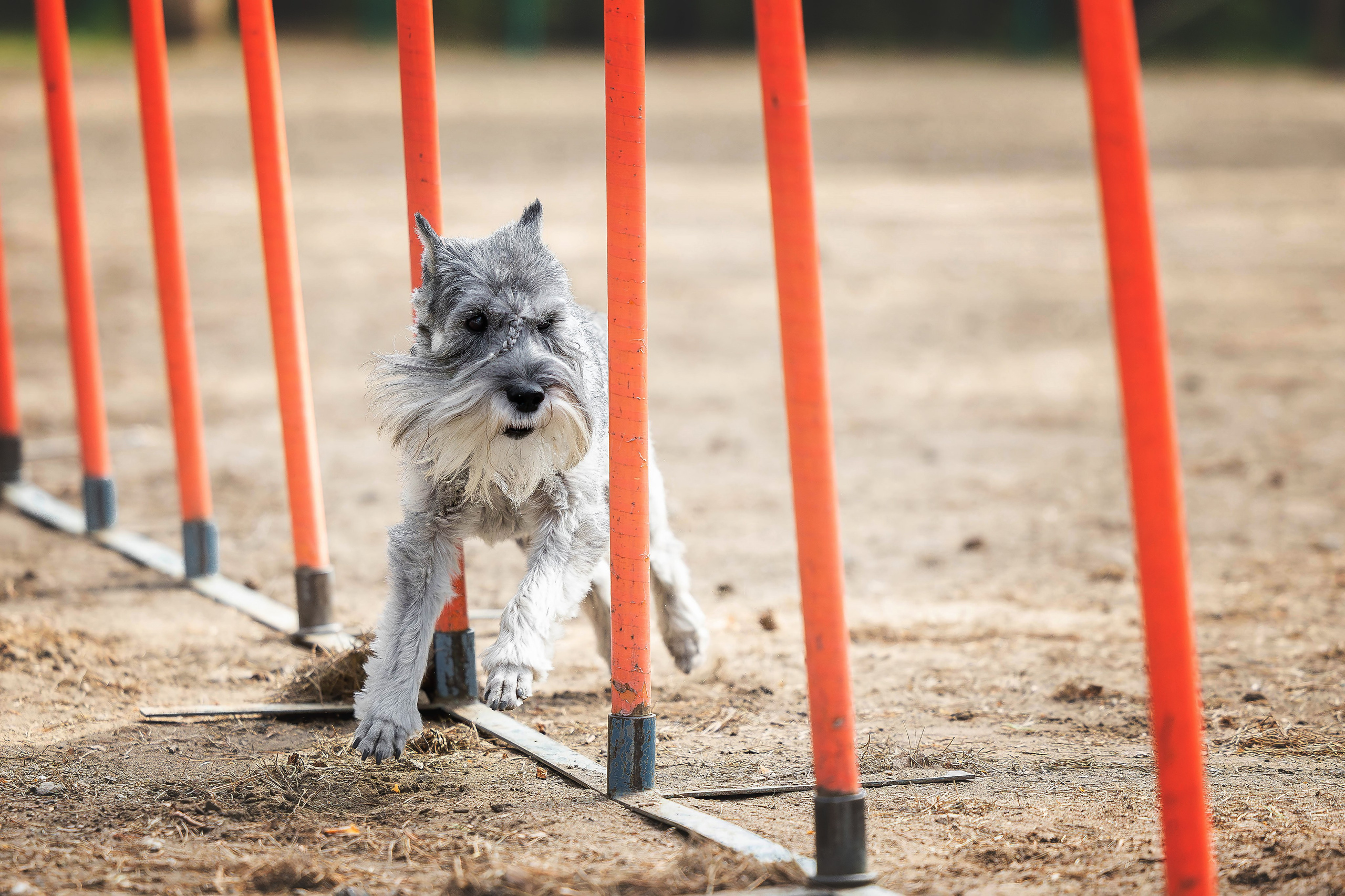 Тренировка аджилити. Фотограф Анималист в Перми Анастасия Остерман