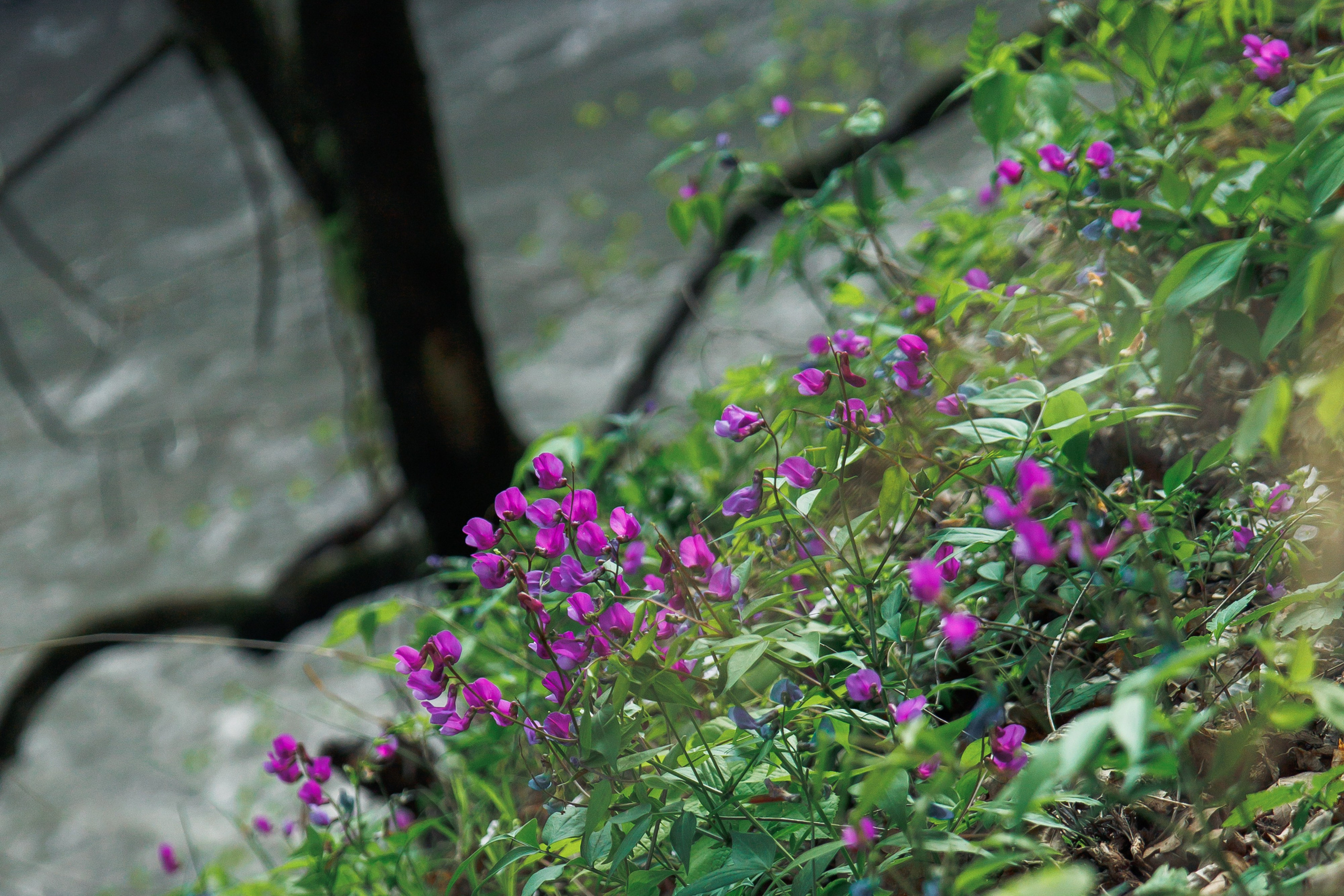 Адыгея. Водопады Руфабго 13.04.24. Фотограф katya_vkadre Таганрог