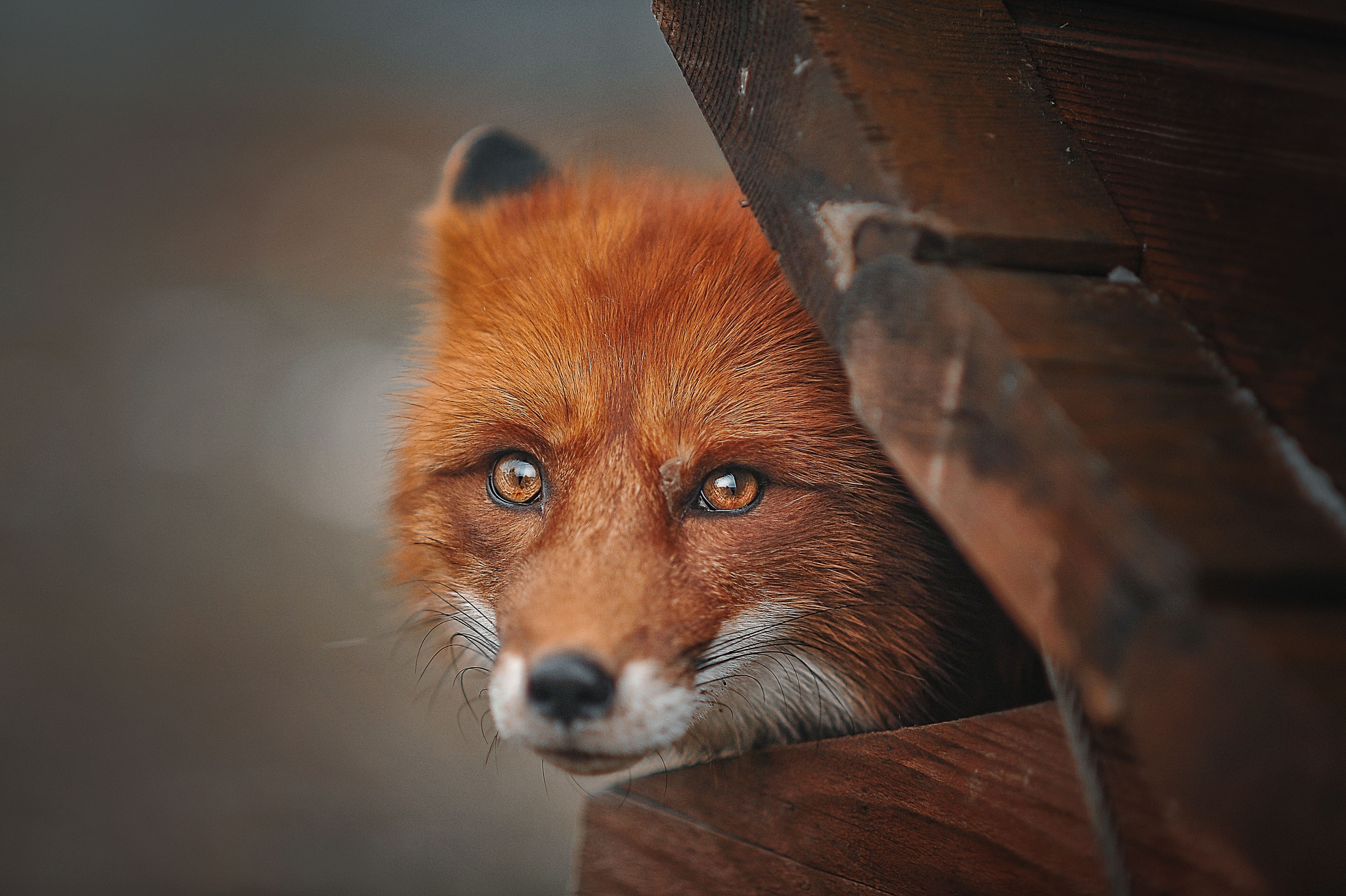 Фотосессия животных в Ижевских, фотограф животных. Детский, семейный фотограф в Ижевске и Москве Аксинья Лысенкова ADEN