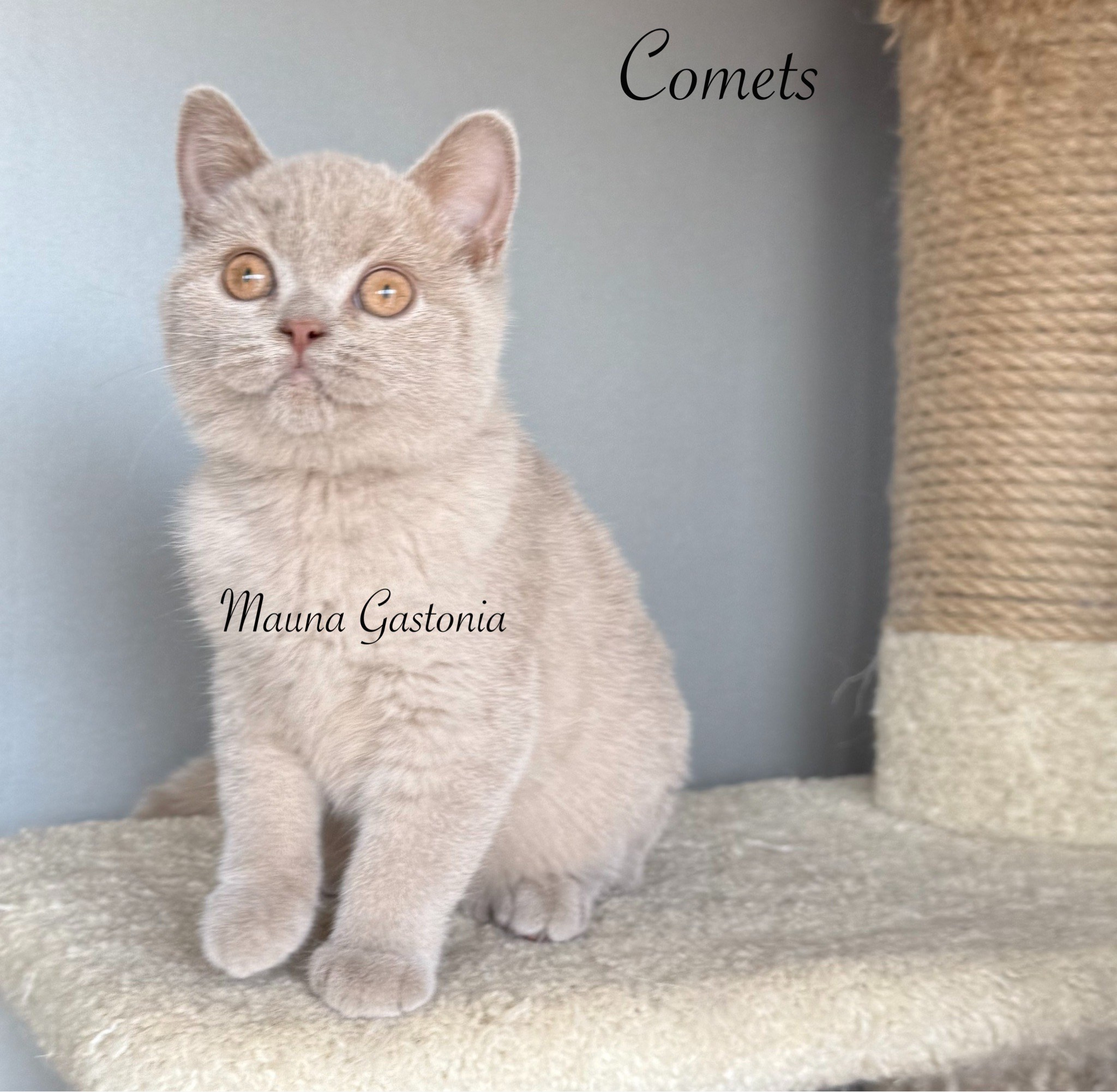 Comets. Mauna Gastonia