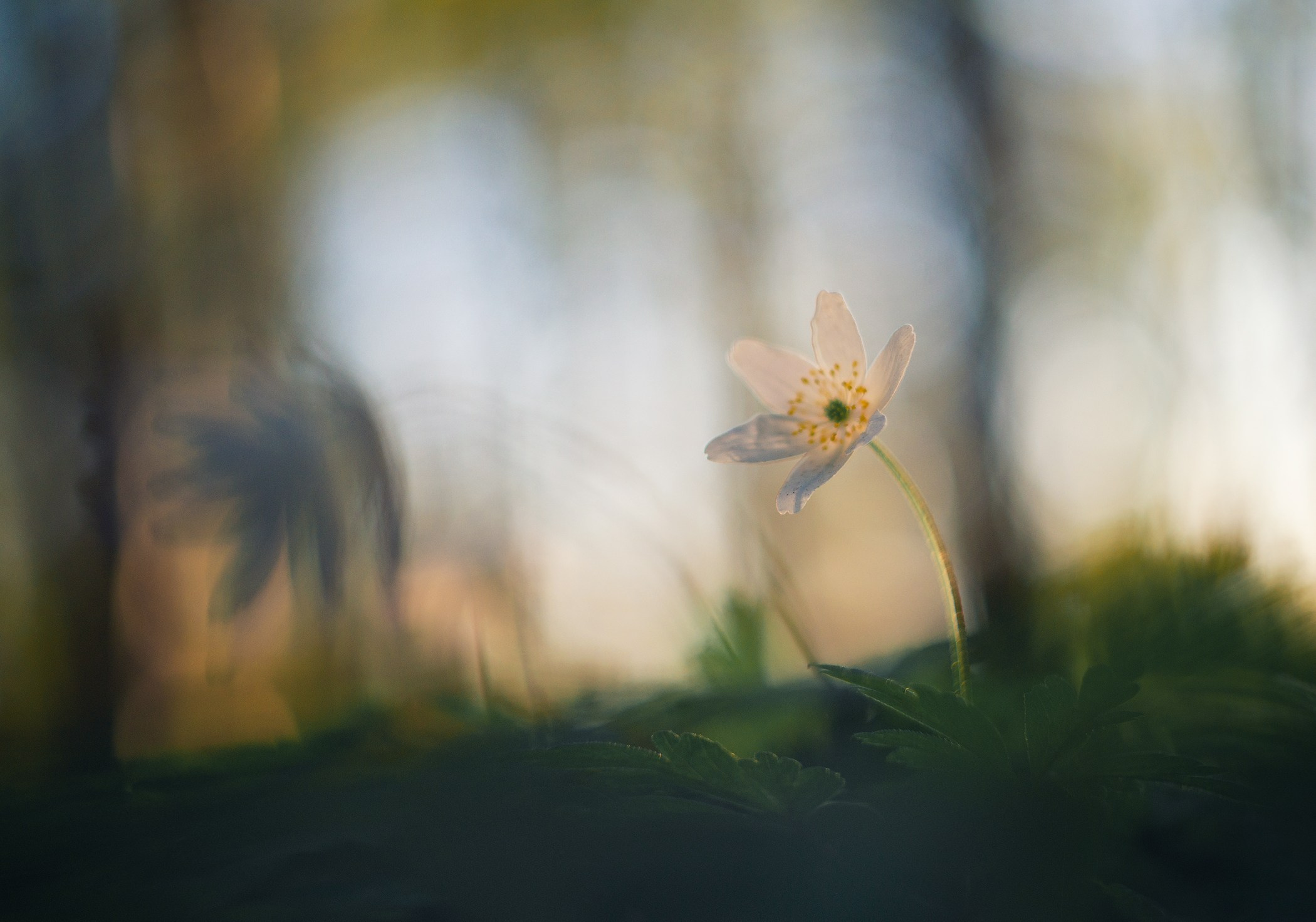 Volkovart.ru macro photography flowers. Volkovart.online nature photography