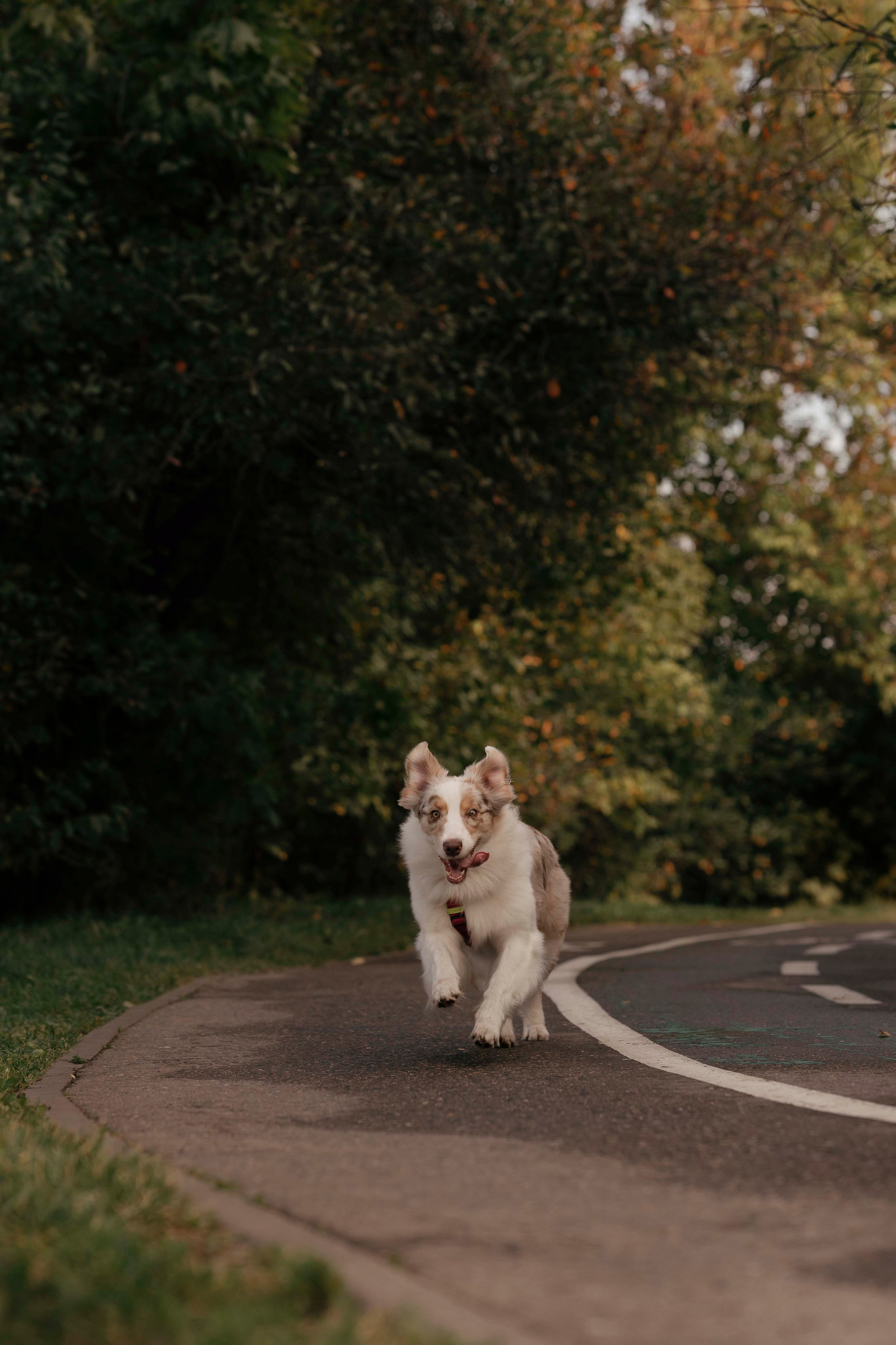 Дженни. Фотограф- анималист Александра Матвеева