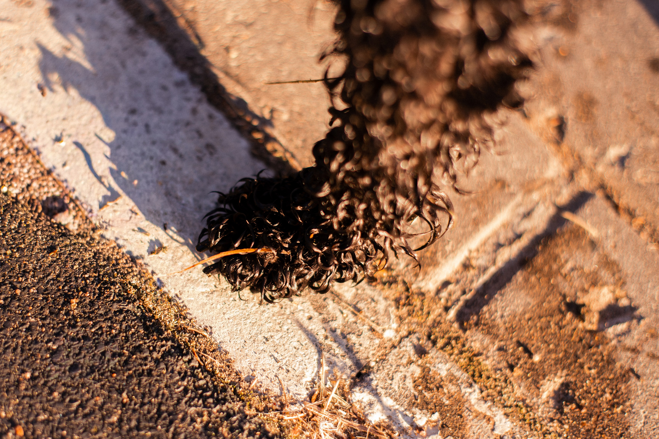 Анна и Бруно. Фотограф-анималист Мария Баркевич | Москва