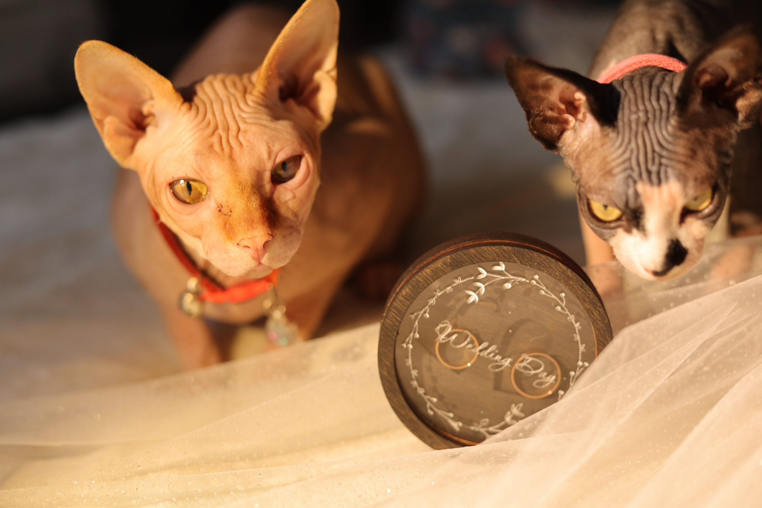 Егор&Ирина. Фотограф Надежда Гольцева