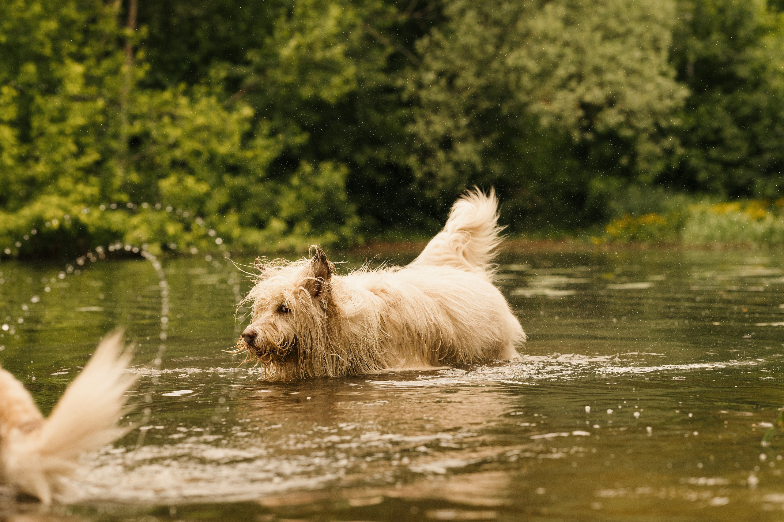 Акиро и Йоши. Фотограф- анималист Александра Матвеева