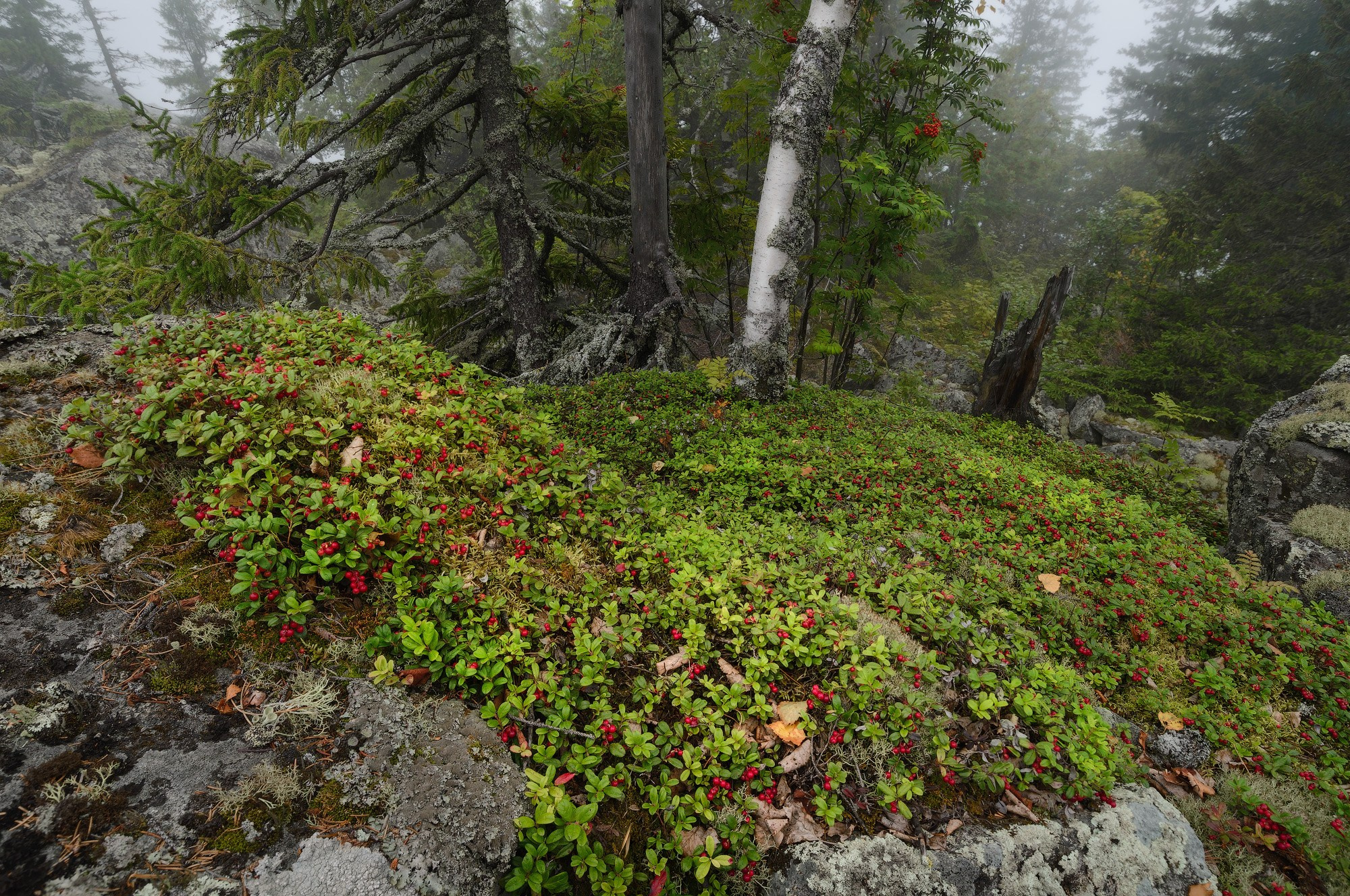 Природа Урала на фото предстает во всей своей мистической красоте туманного утра.