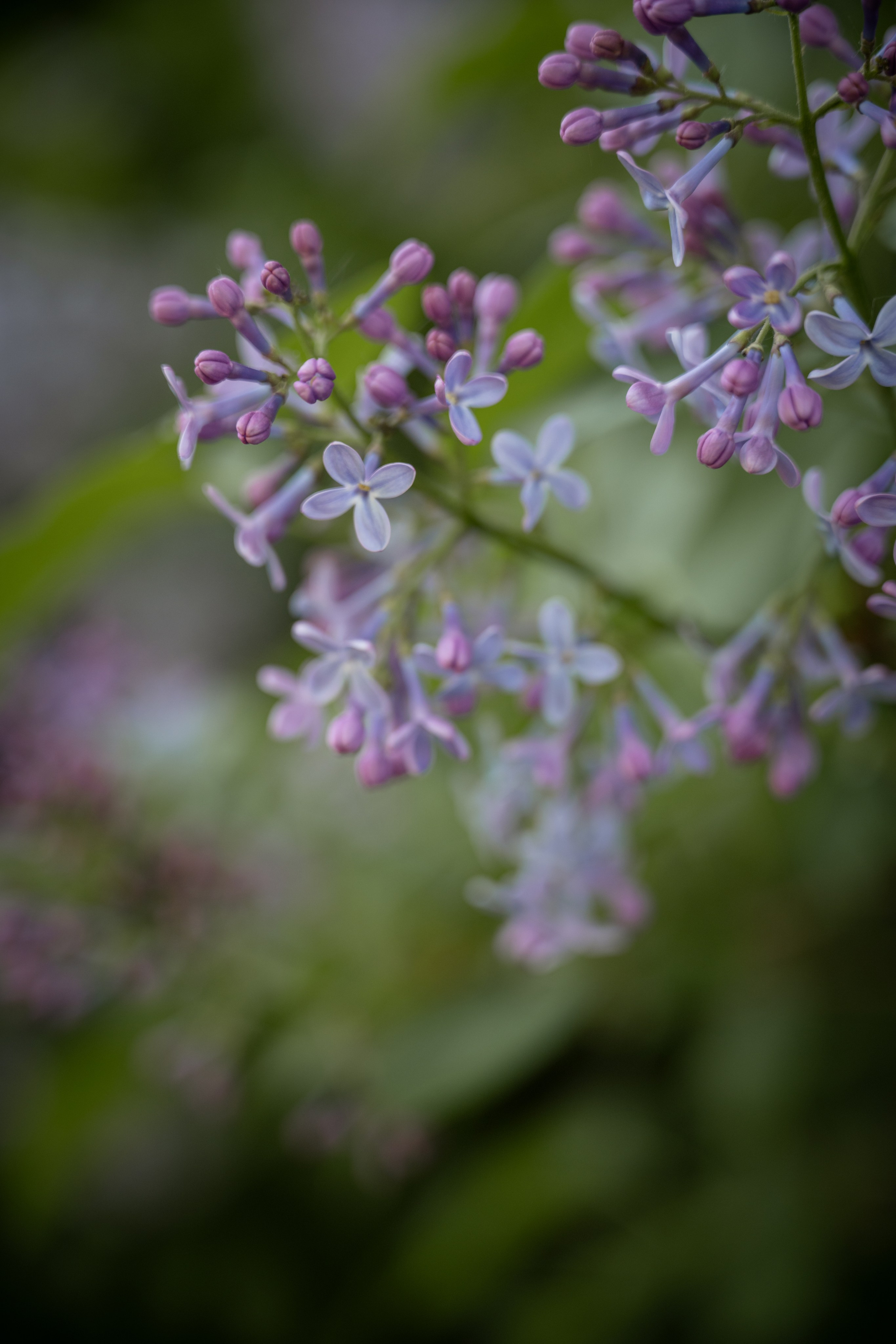 Александра. Съемка для портфолио. Детский и семейный фотограф в Санкт-Петербурге и Ярославле Павлова Гал
