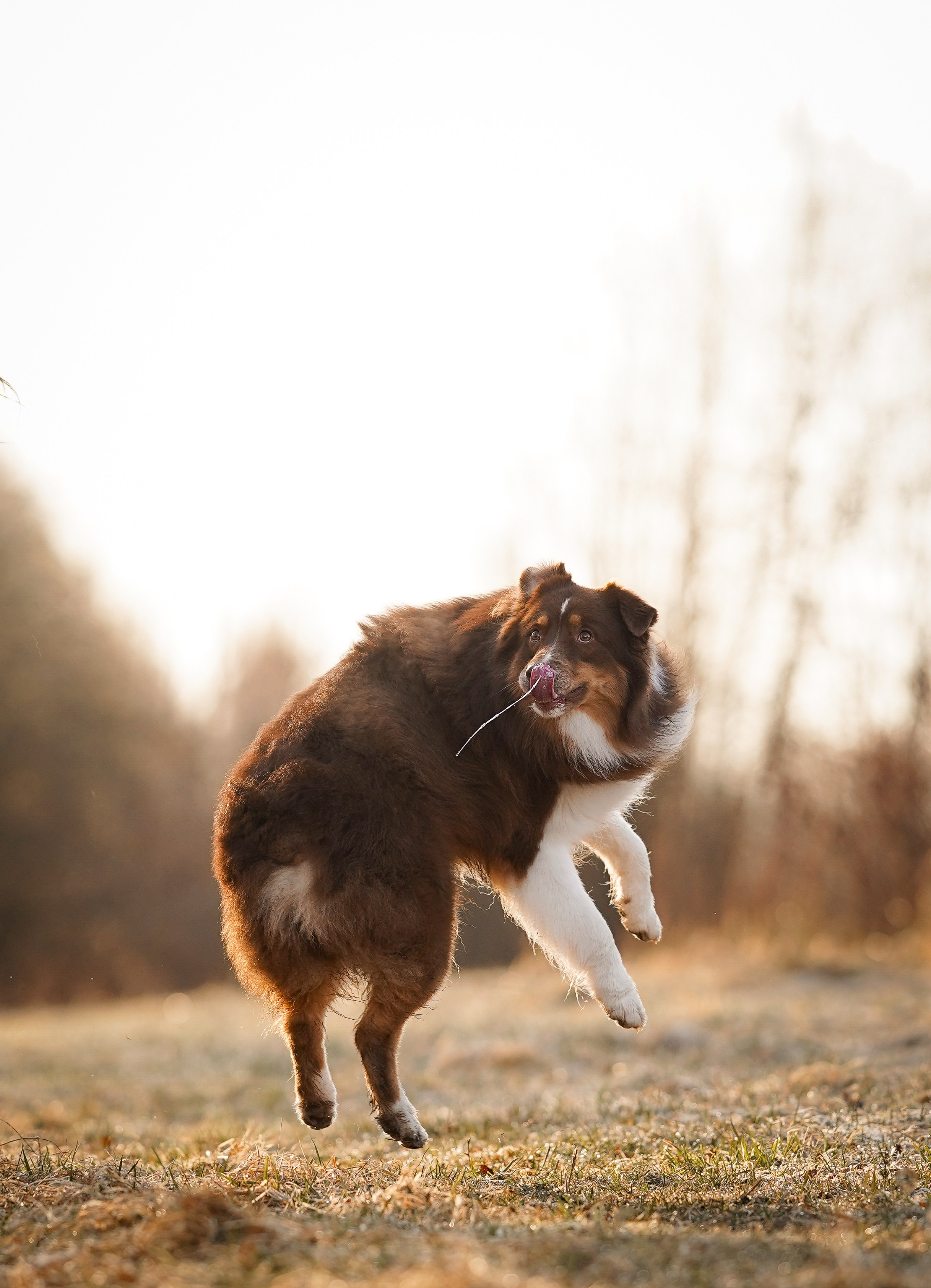 Кристина Рокки и Валькирия. Фотограф-анималист в Санкт-Петербурге Яна Мартынова