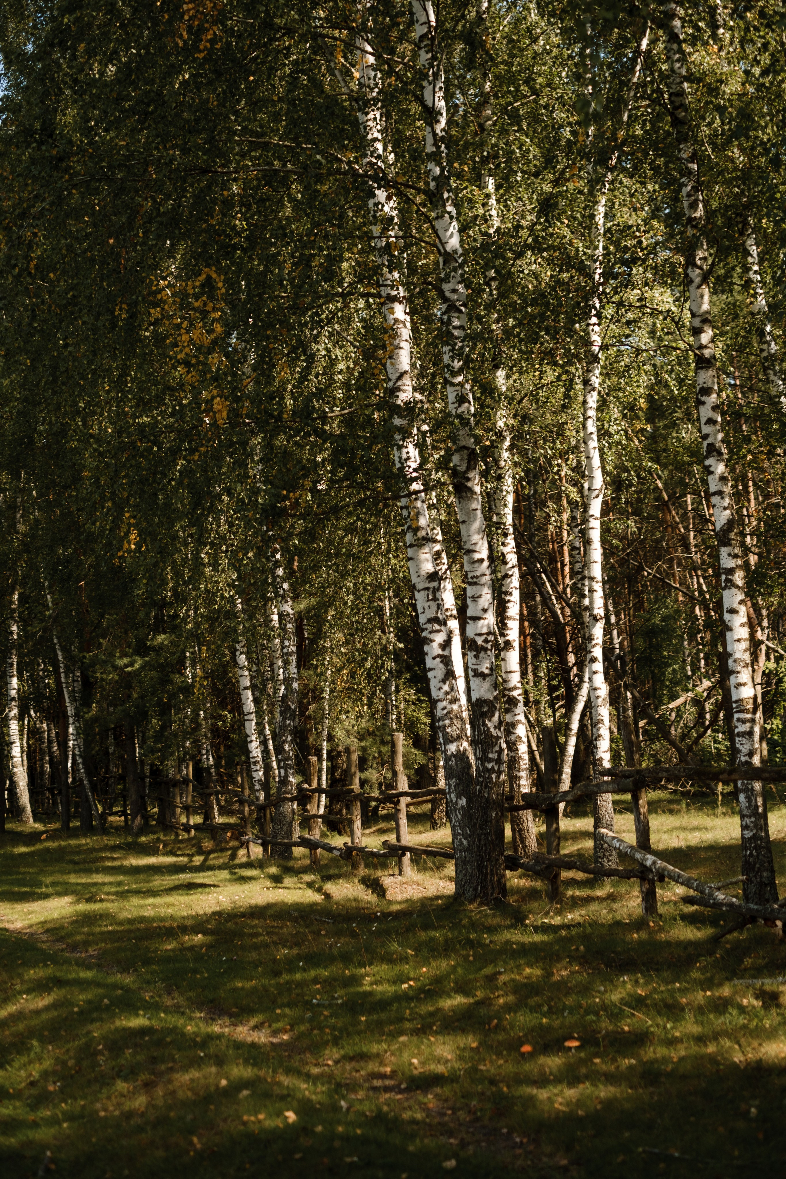 Валерия. Свадебный фотограф в Брянске Иванникова Елена