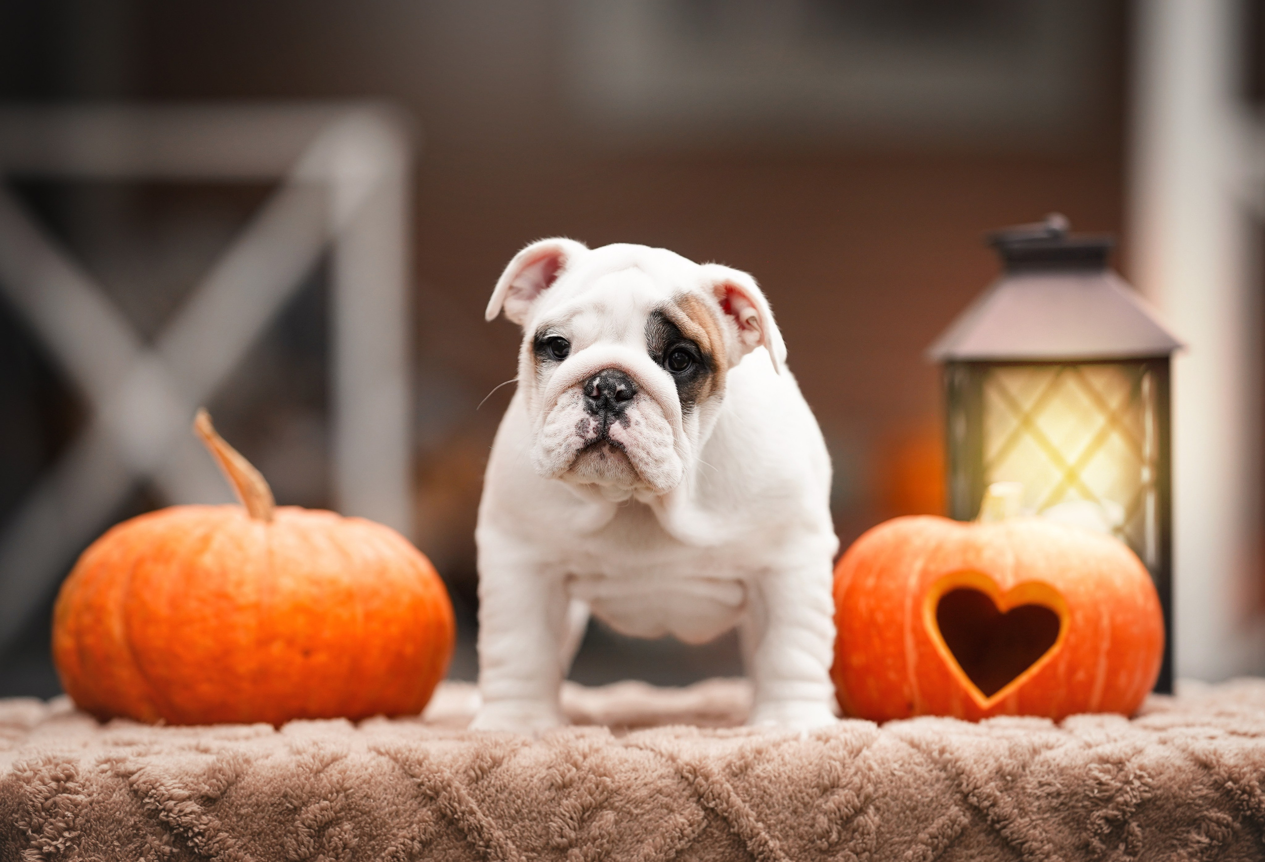 Щенки бульдога. Фотограф-анималист в Санкт-Петербурге Яна Мартынова