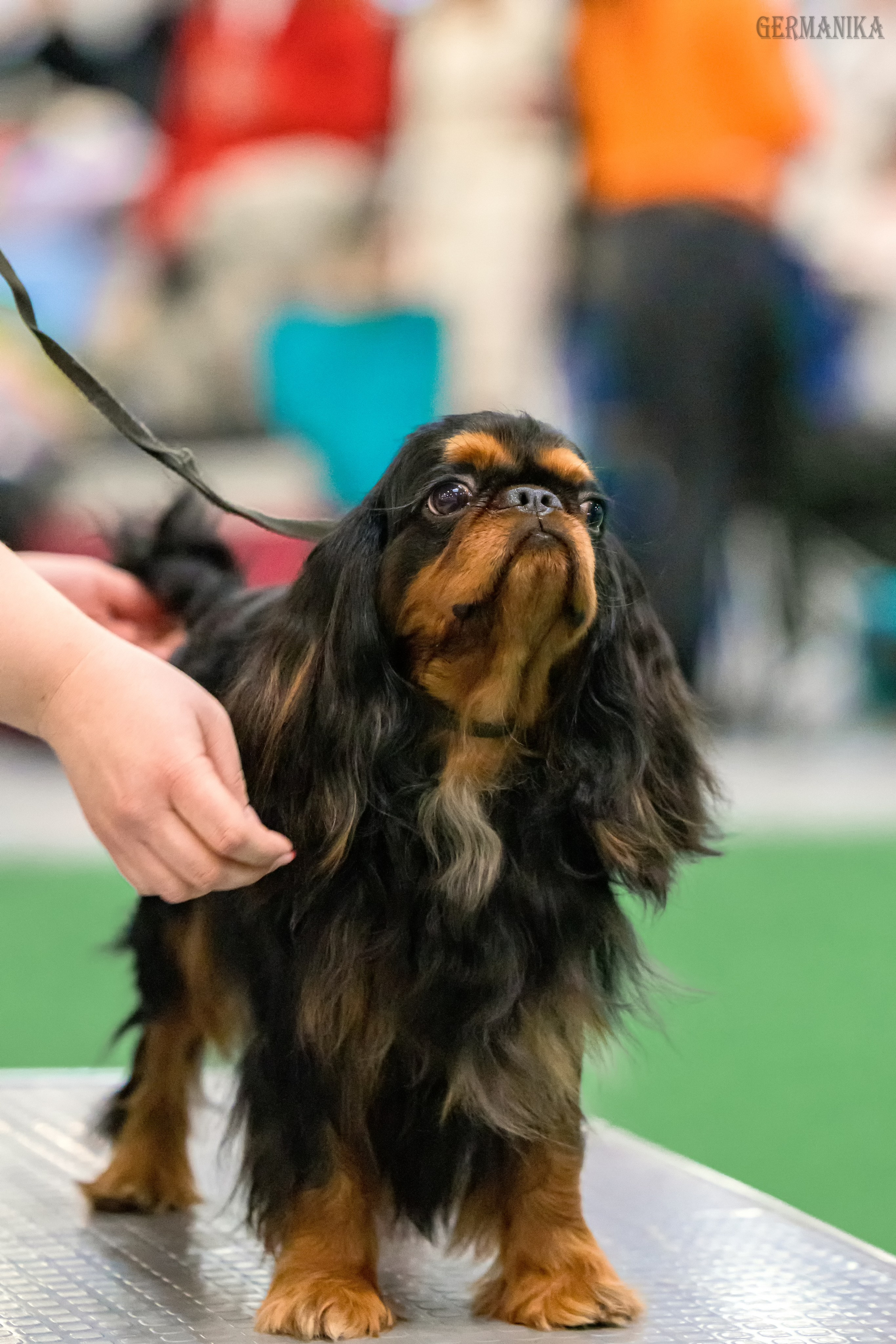 Сабанеевка 26-27.01.2024. Фотограф-анималист Юлия Германика