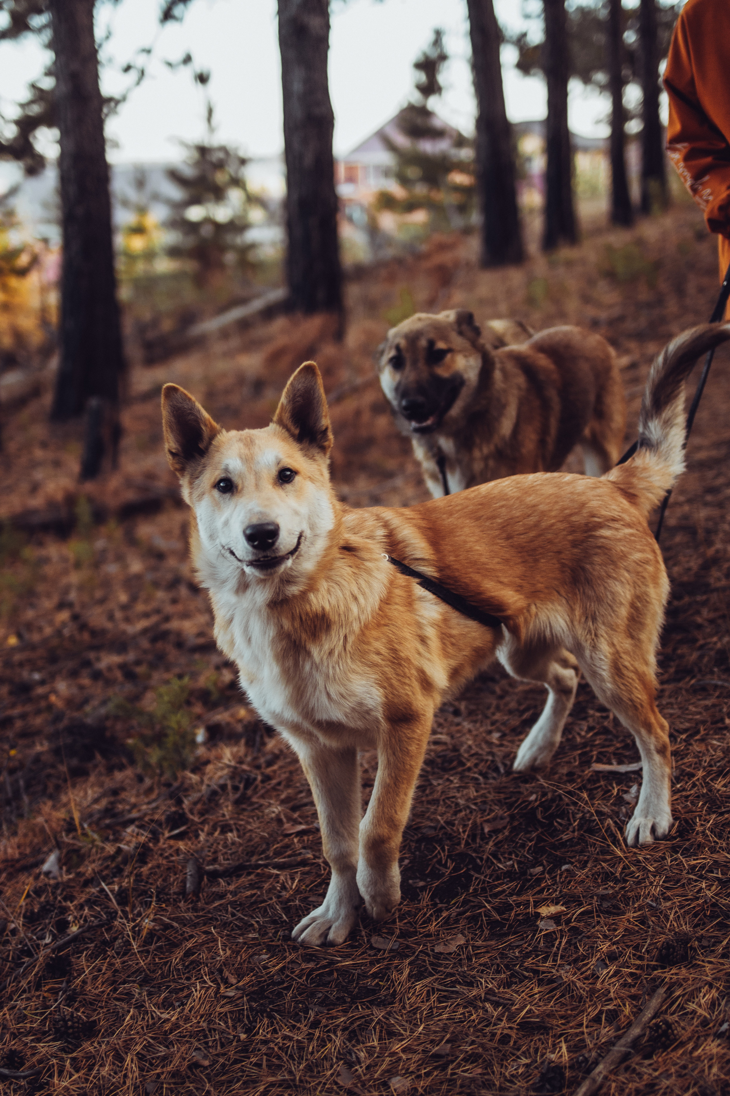 Осенняя семейная фотосессия. Фотограф Марсель Батыршин