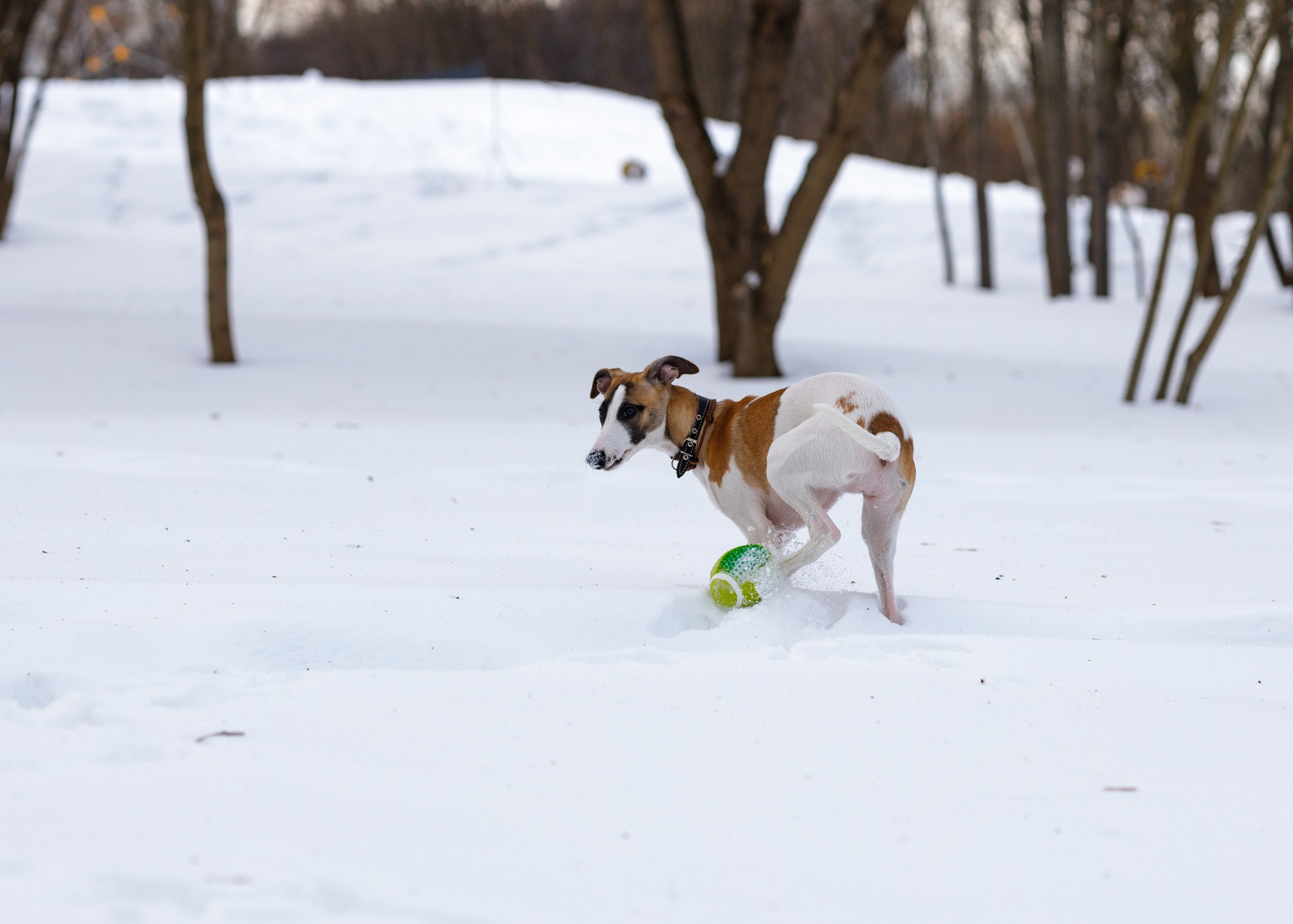 Ланди. Анна Самохина. Фотограф. Москва