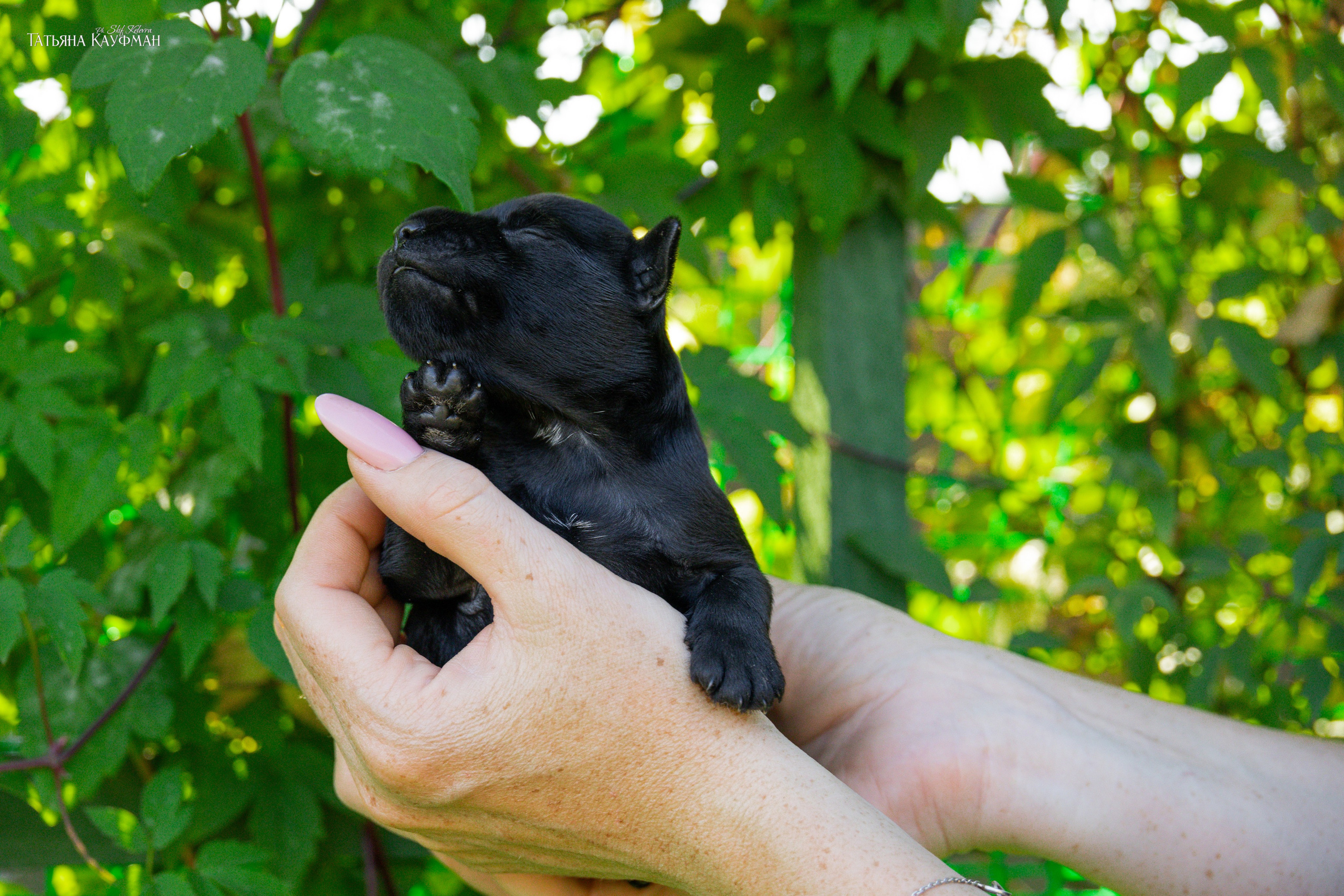 цвергшнауцер, щенки цвергшнауцера, цверг, купить щенка, щенки Новосибирск, фотограф Анималист, фотосъемка собак, фотосессия щенков