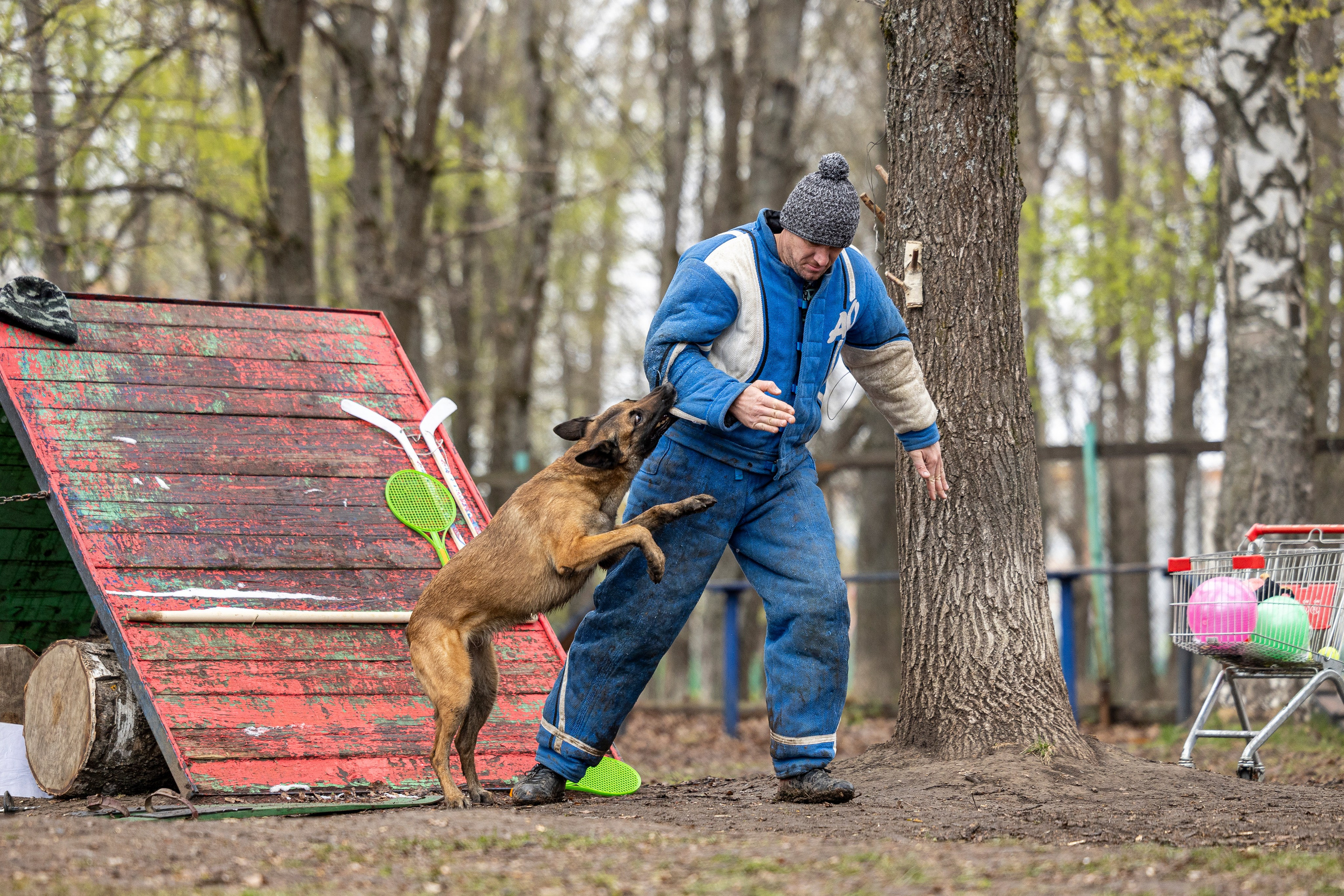 Квалификационные состязания по мондьорингу г. Вологда 11.05.24. Фотограф-анималист Анна Маринич
