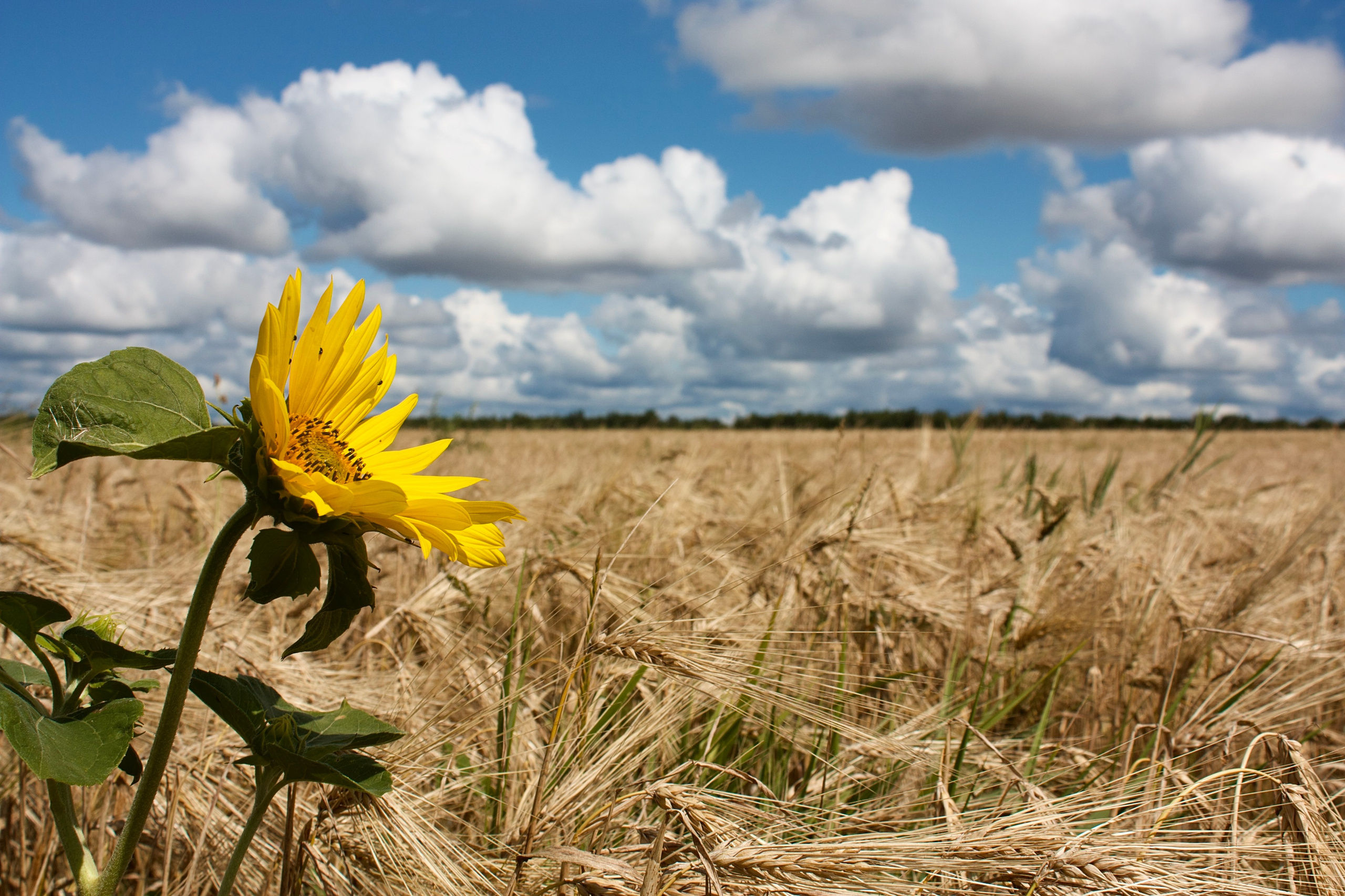 Флористическая. KUPINИ | ФОТО — сайт портфолио по мультижанровой съёмке | фотограф Сергей Мар