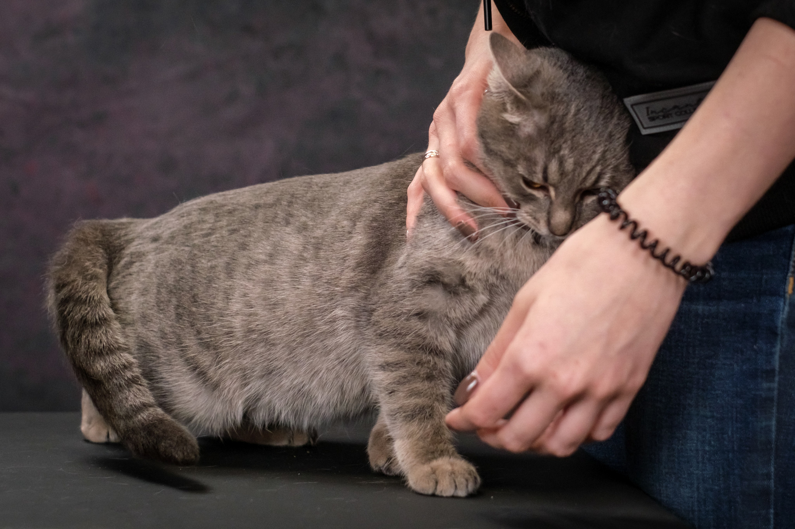 Котики Мурмурии). Зоофотограф, фотограф животных в Москве и области Дина Дамоцева