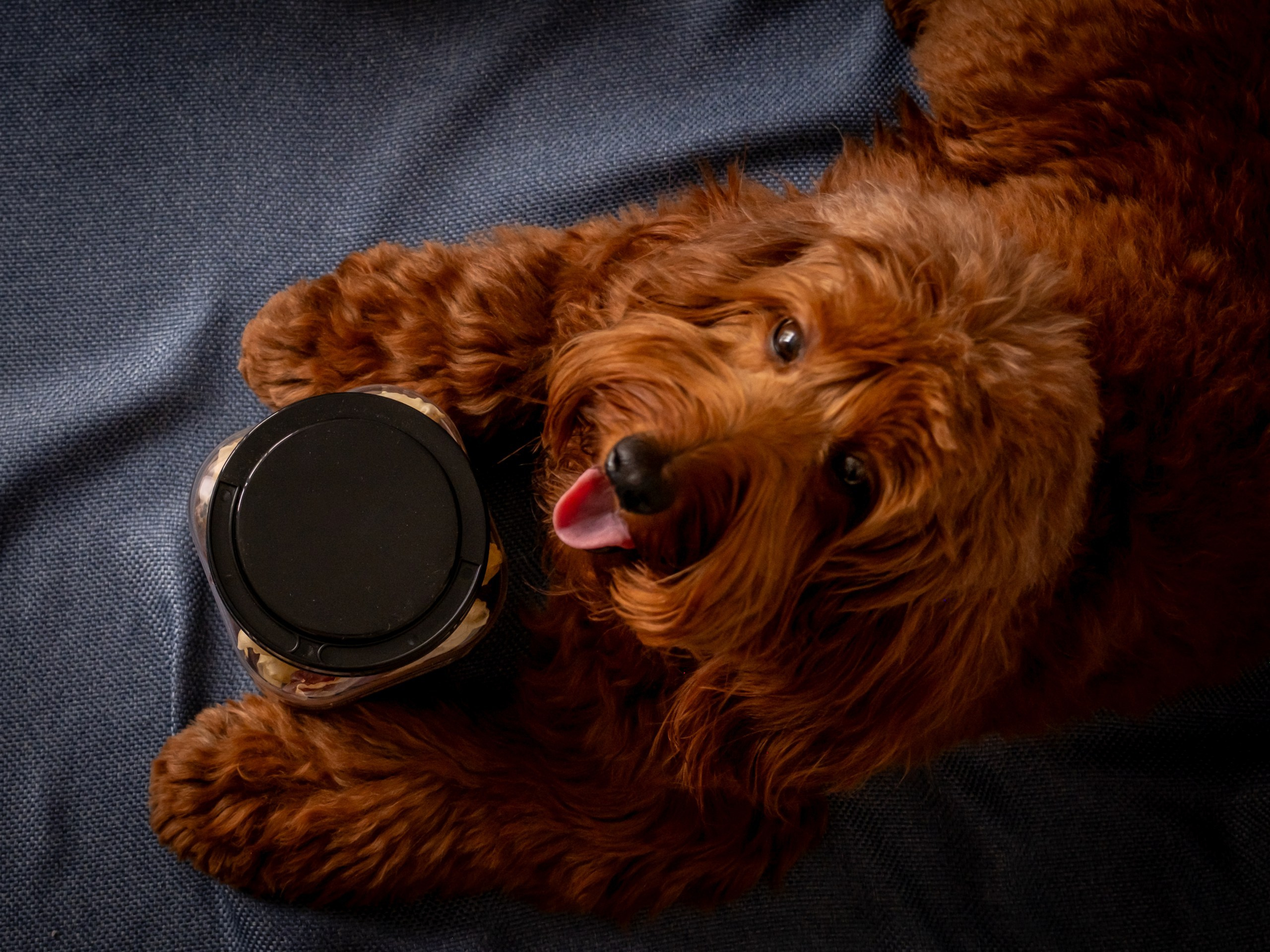 Съёмка для рекламы лакомства для собак (для Марии)!. Зоофотограф, фотограф животных в Москве и области Дина Дамоцева