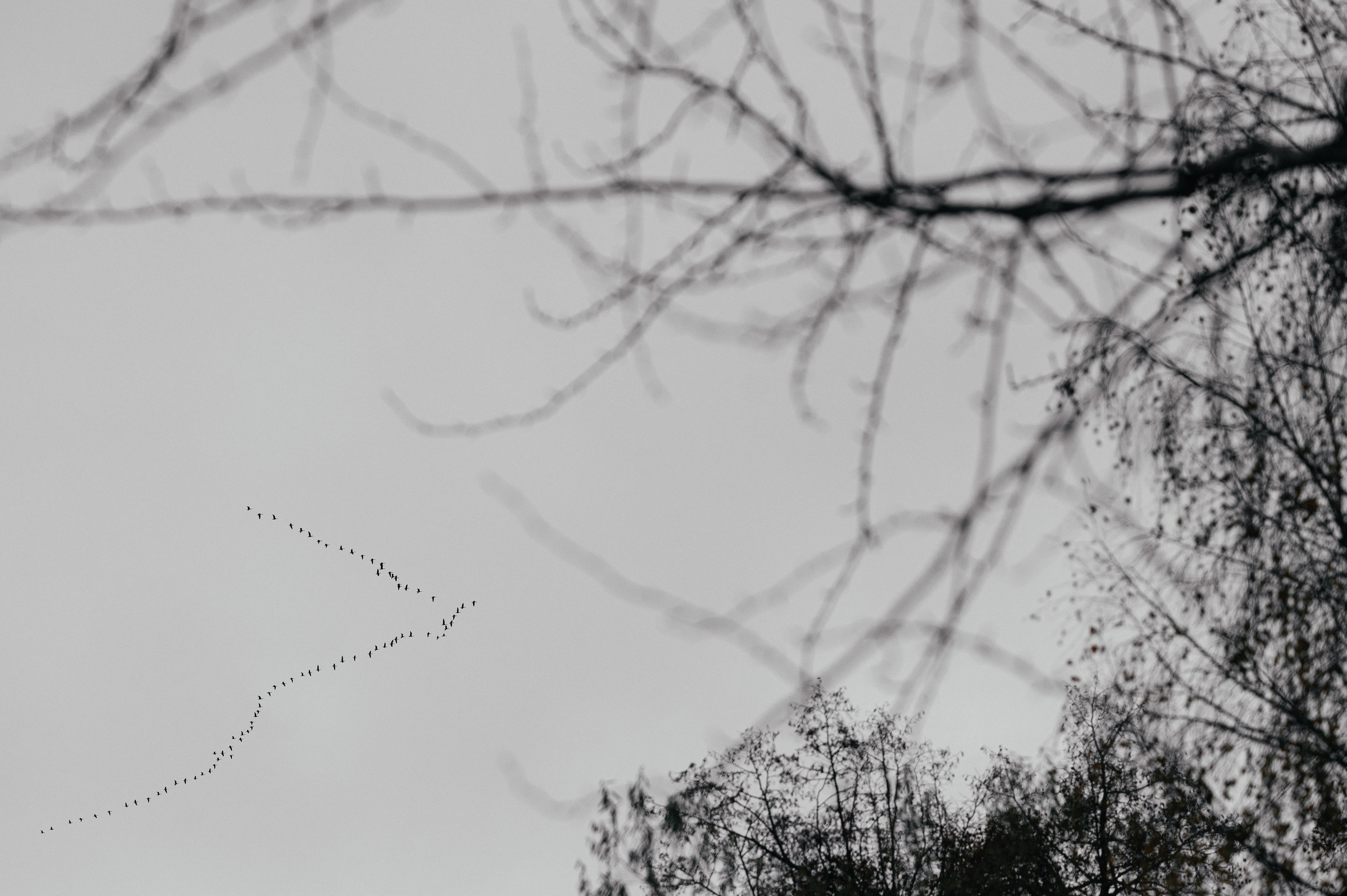 Осенняя свадебная фотопрогулка в Усадьбе Гребнево. Свадебный и семейный фотограф Виктория Носачёва. Щелково, Москва и МО