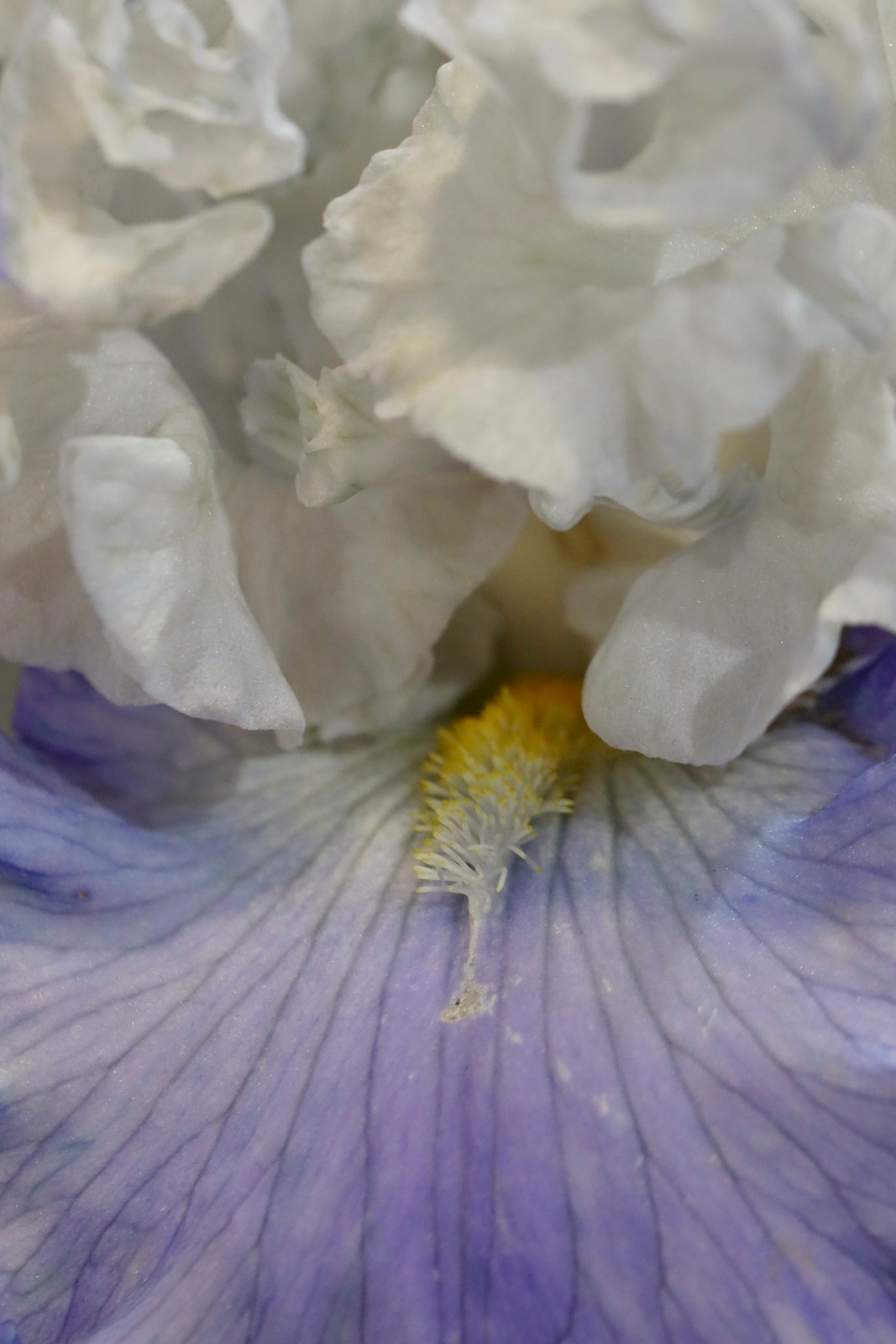 Фестиваль пионов и ирисов в Аптекарском огороде — июнь 2023. Фотосессии и репортаж — Фотограф в Москве — Рина Серёгина