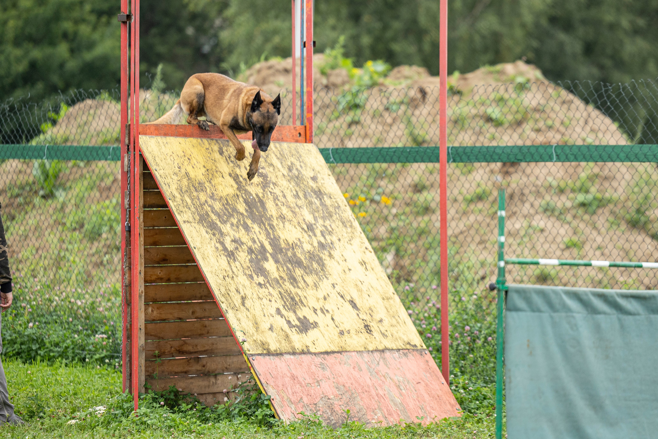 Соревнования по Мондьорингу г. Вологда 10-11.08.2024. Фотограф-анималист Анна Маринич