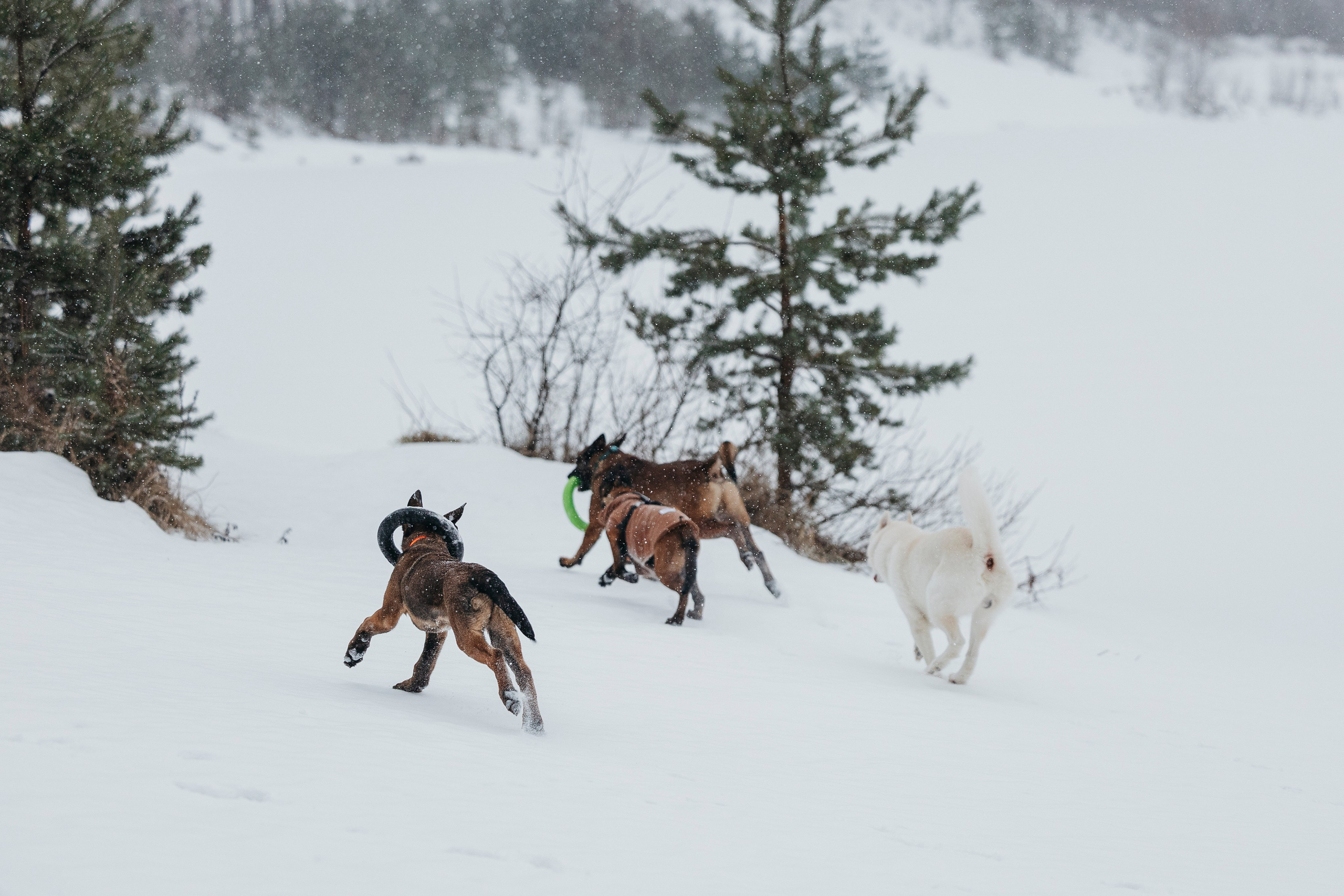 Карьер. Фотограф-анималист Анна Маринич