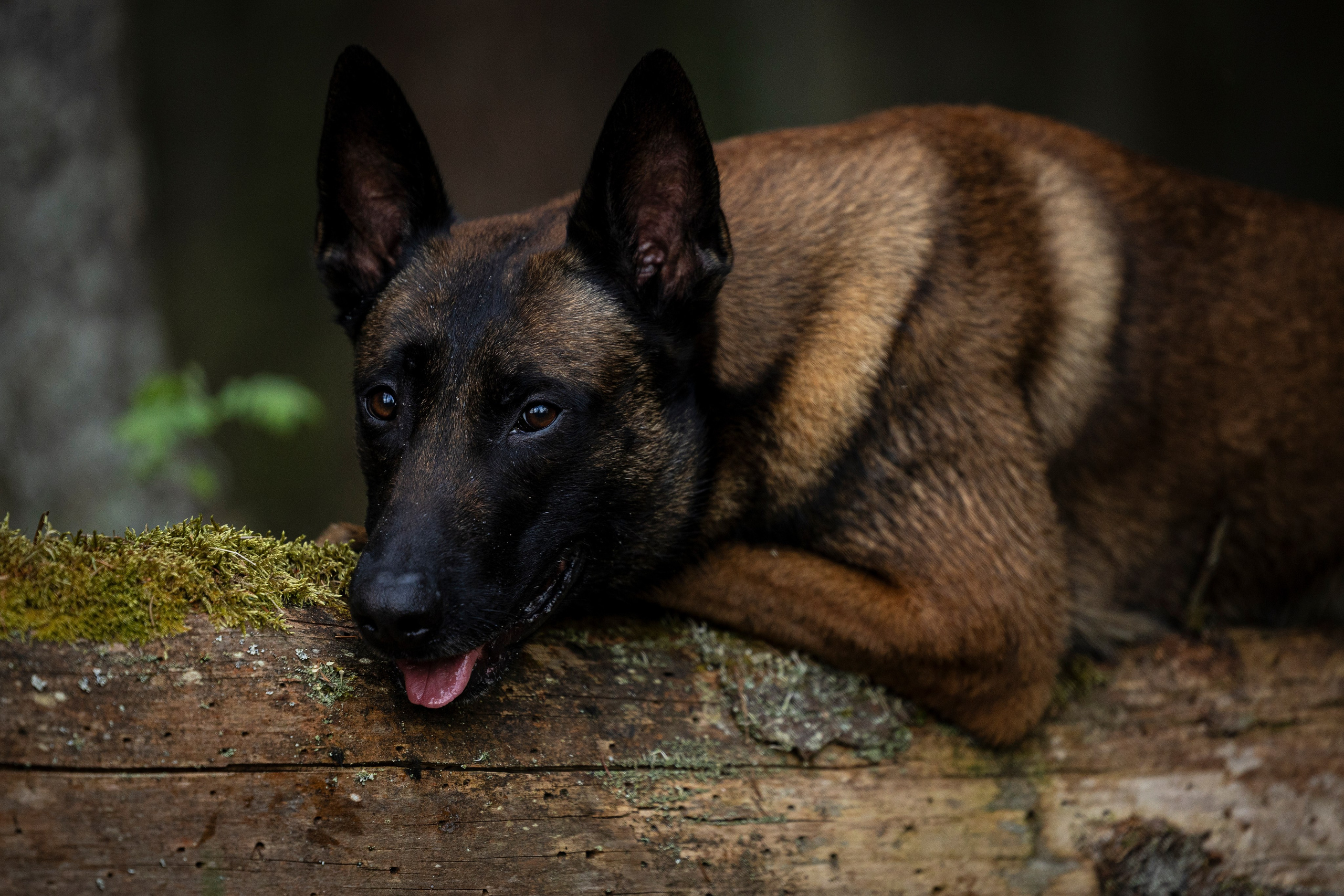 Ричард залив. Фотограф-анималист Анна Маринич