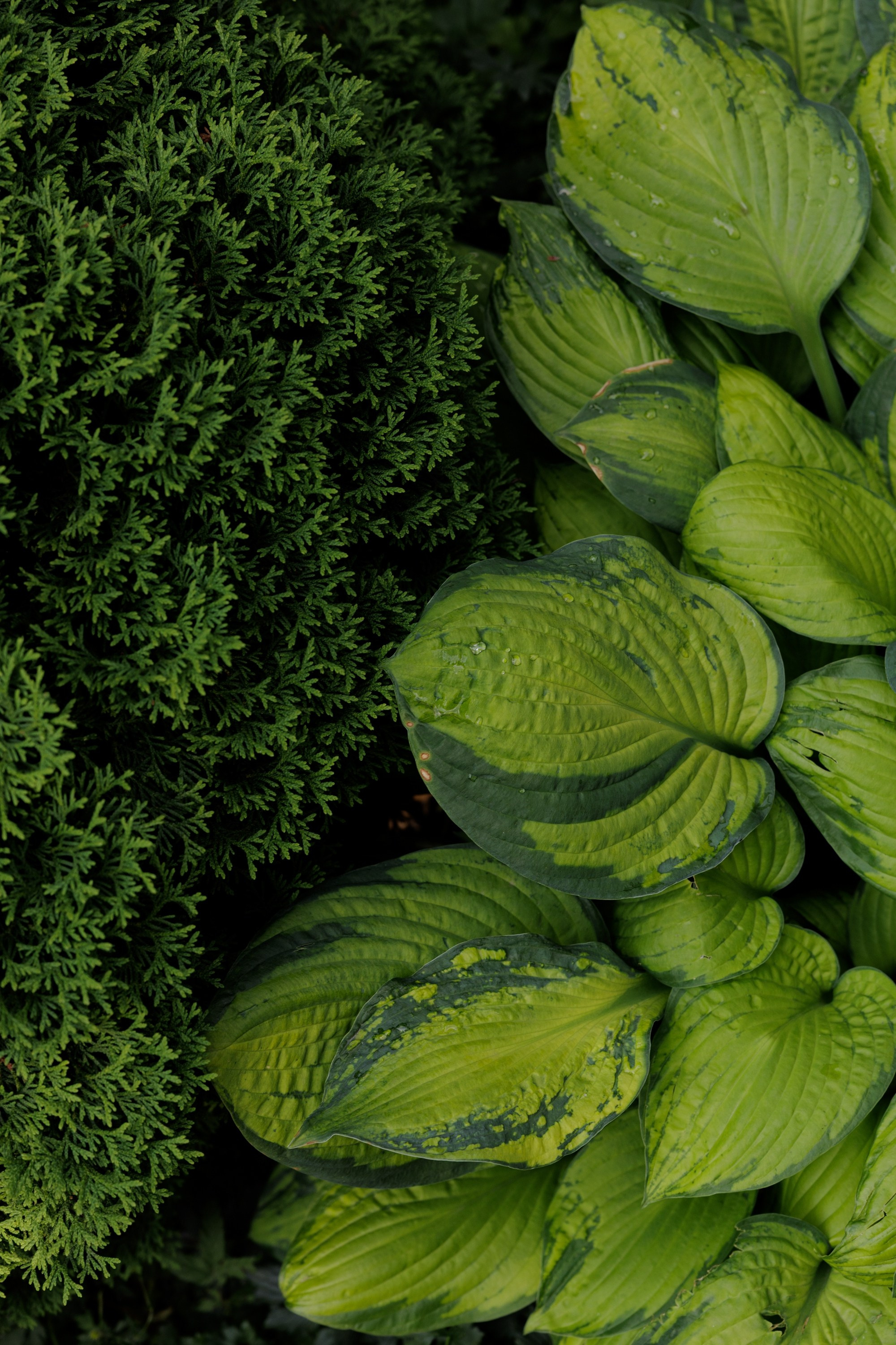 Свадьбы. Свадебный фотограф