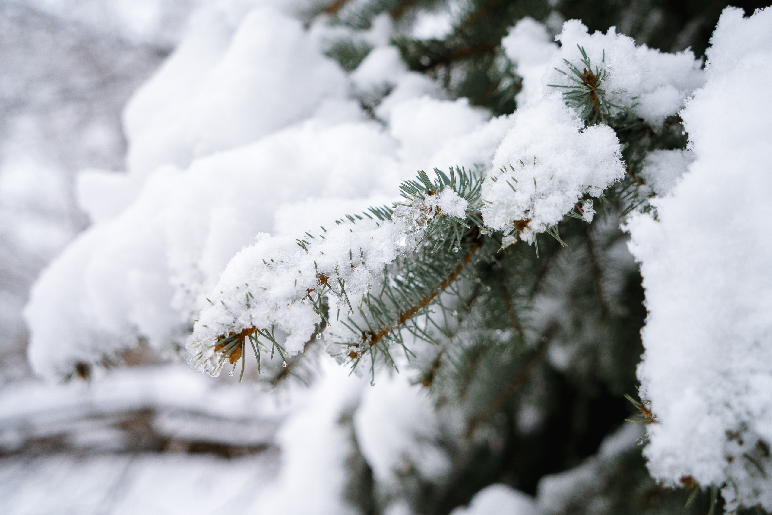 Зима 2024. Свадебный и семейный фотограф/видеограф в Краснодаре Наталья Осинская