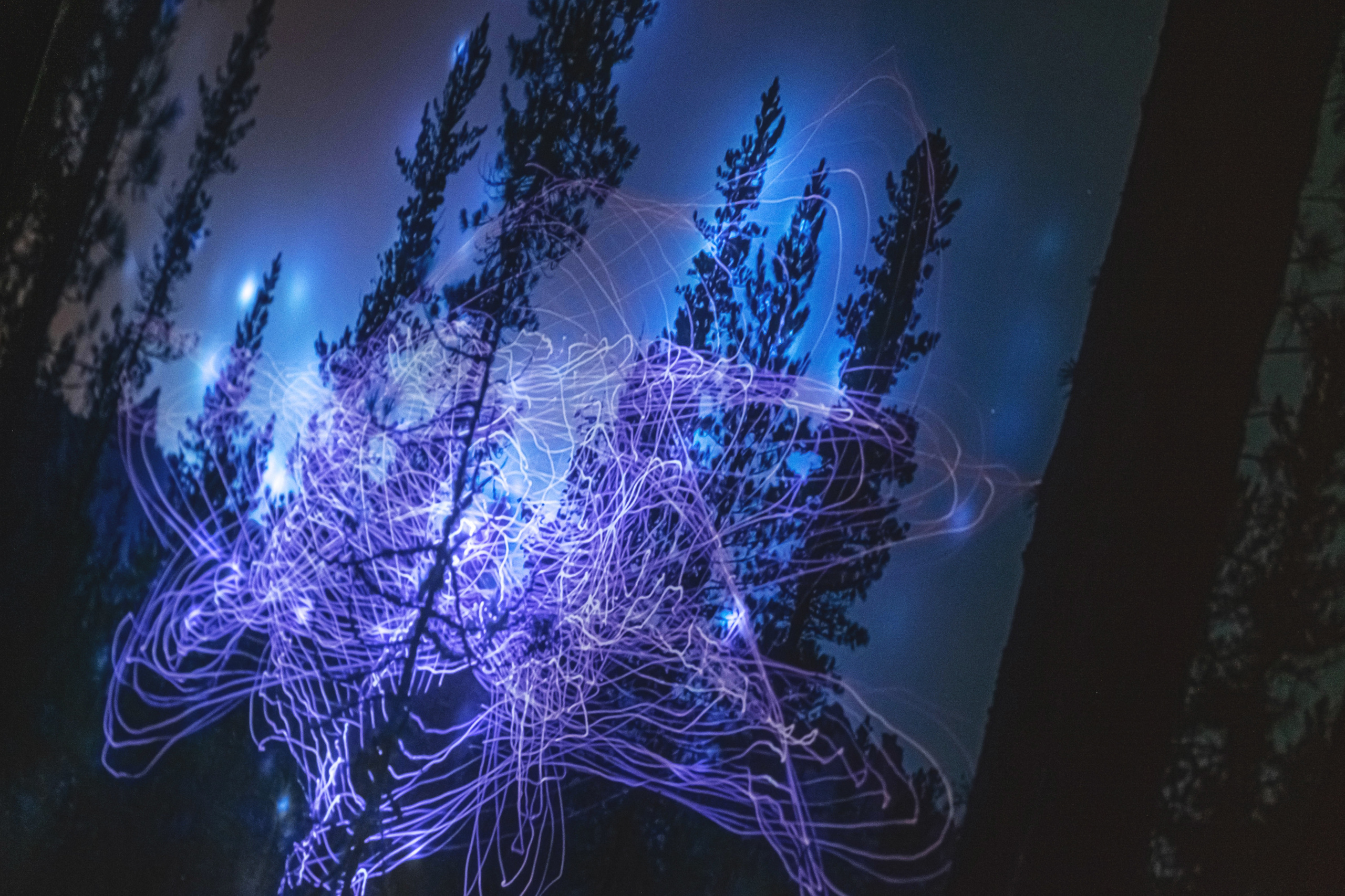 Лайтбокс 1. Elina Gusarova