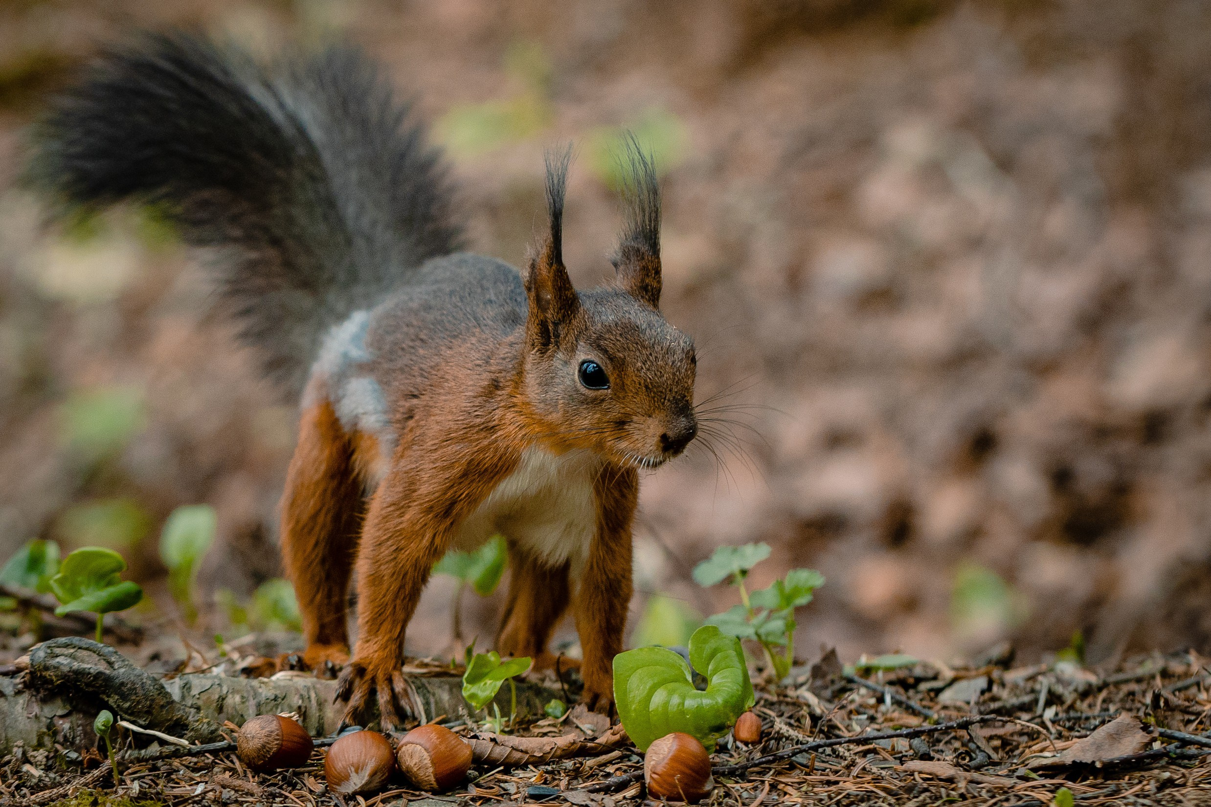О.Сахалин. Фотограф. г. Южно-Сахалинск. Олег Толстов