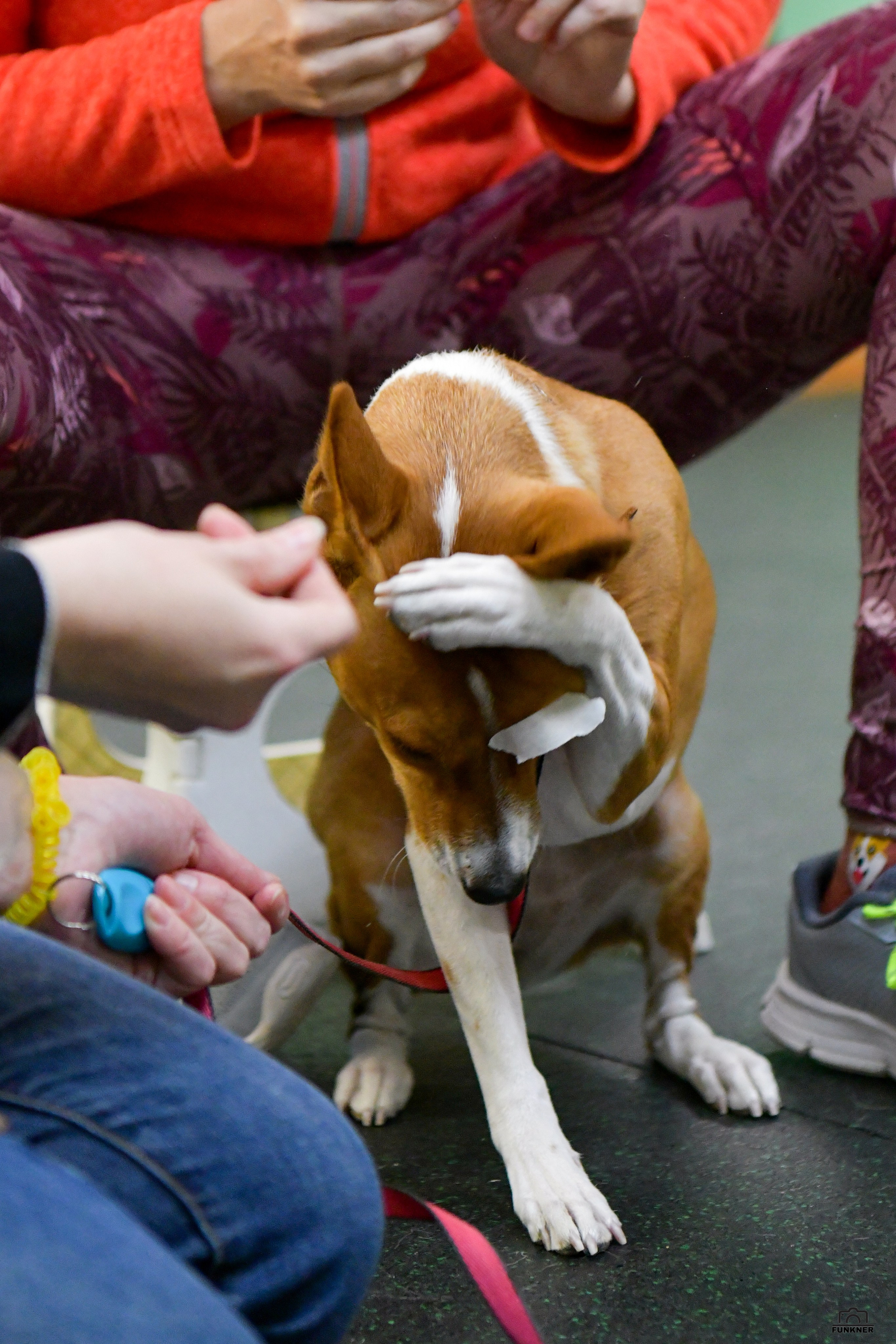 Кинологический клуб «Бодрый хвост». Свой взгляд через объектив